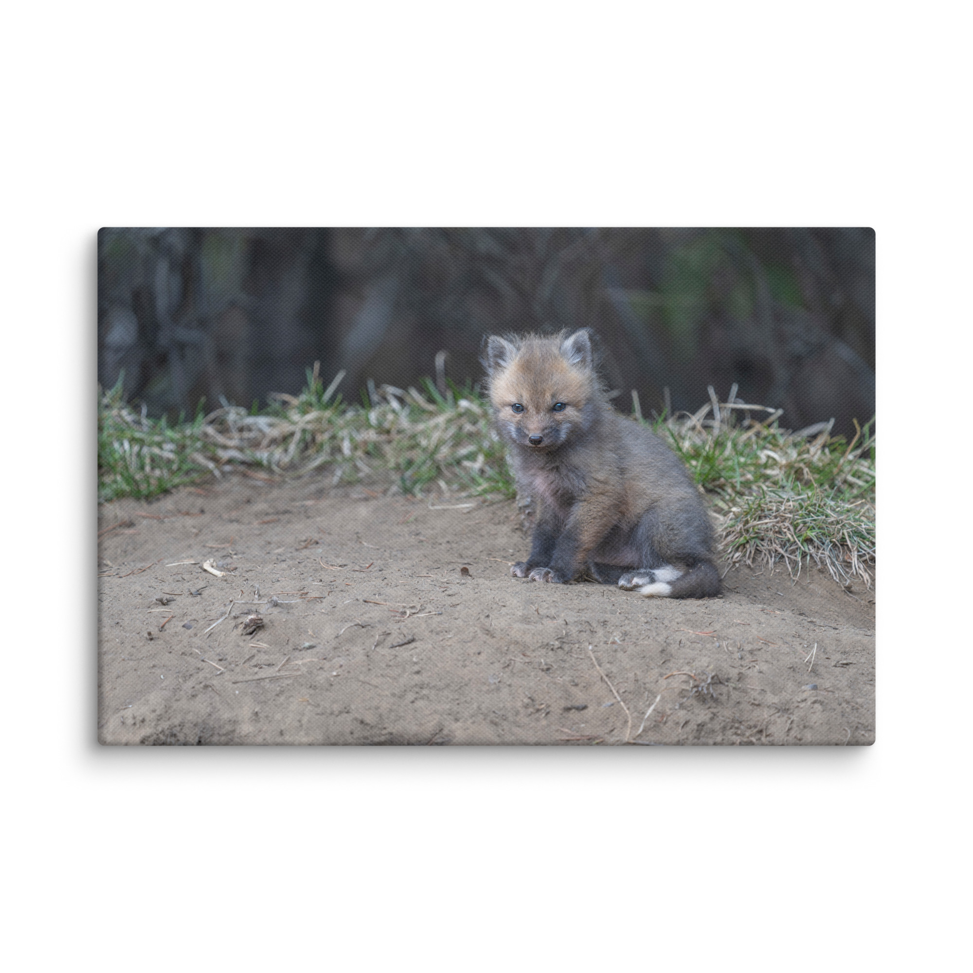 Baby Fox! Canvas - Image 21