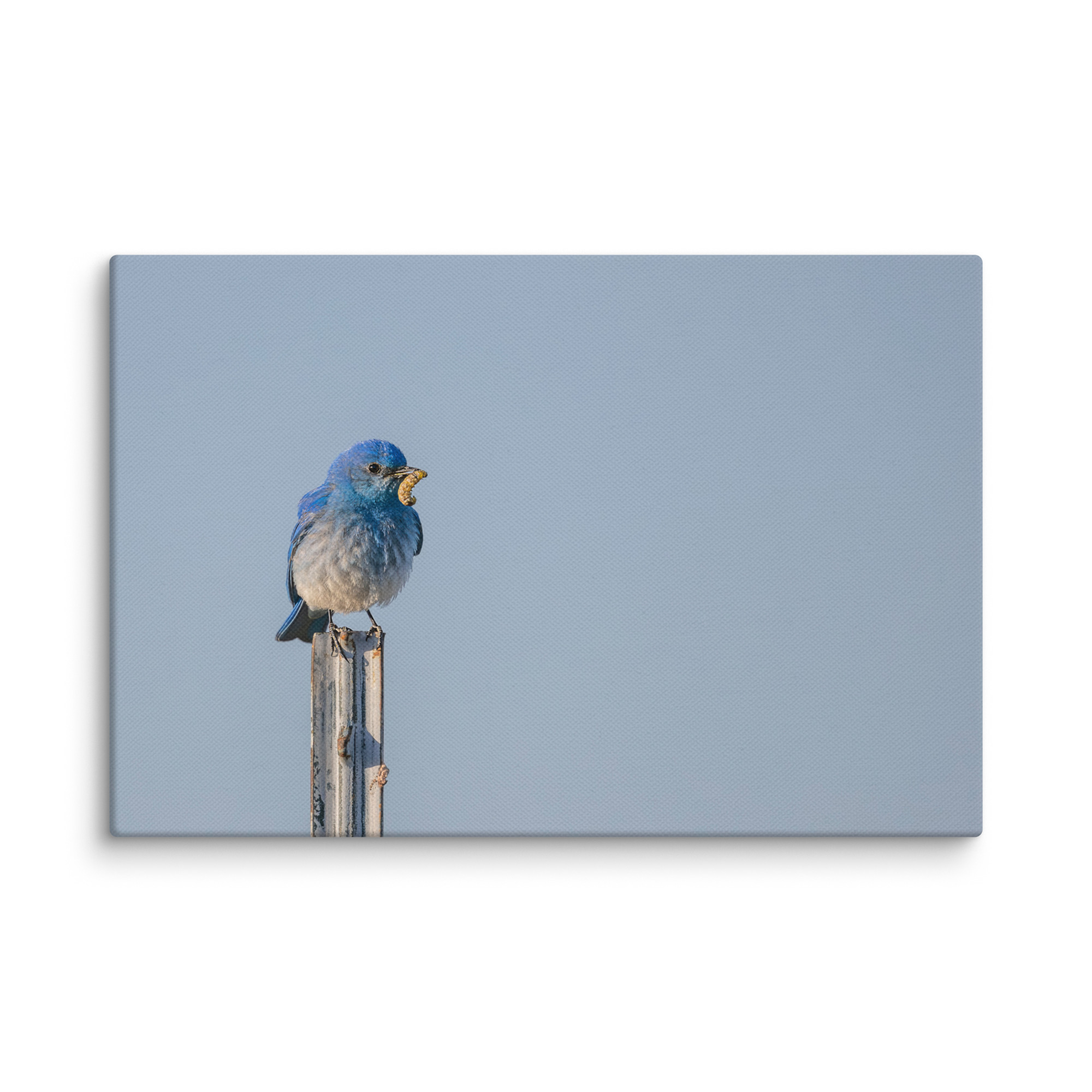 Mountain Blue Bird with food! Canvas - Image 19