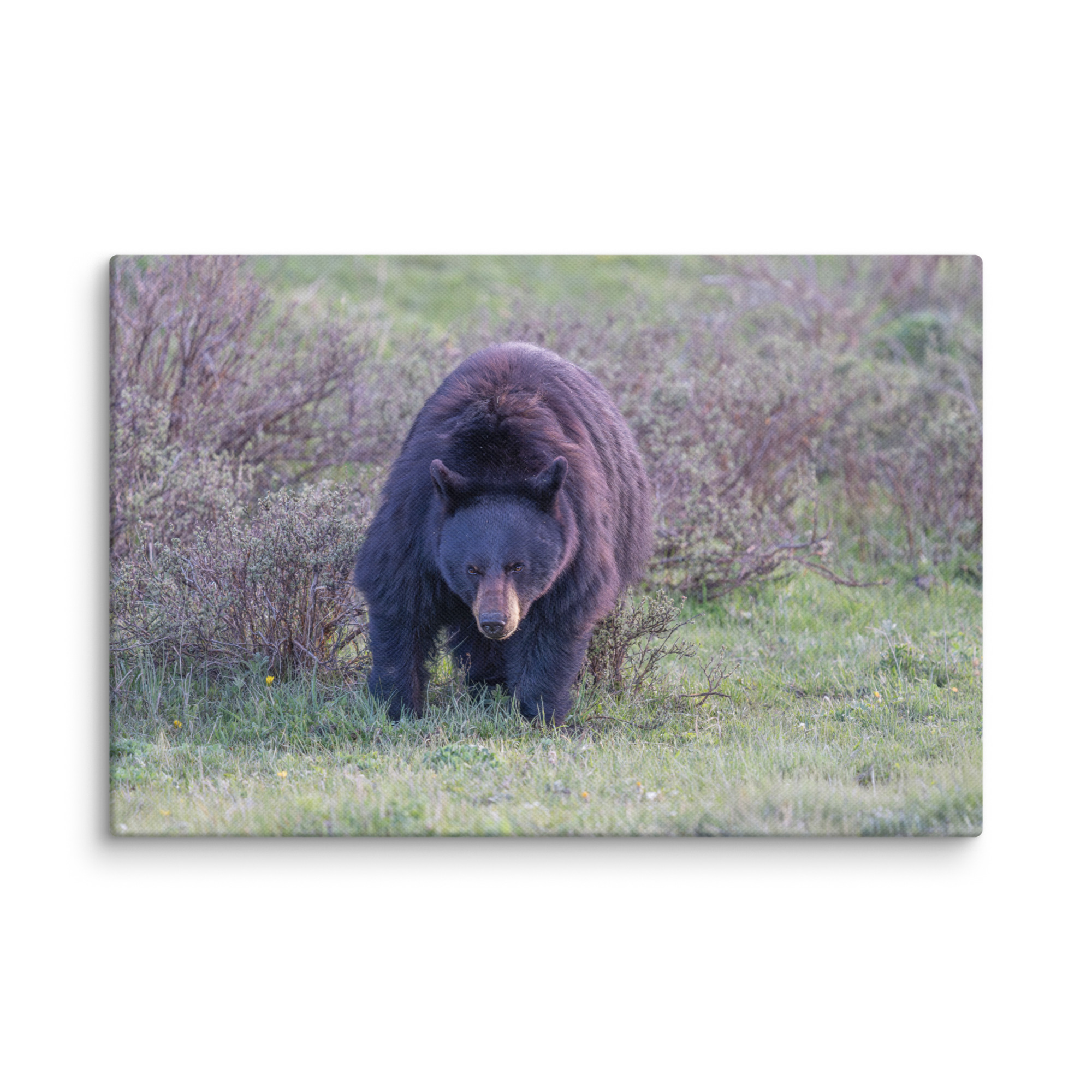 American black bear! Canvas - Image 19