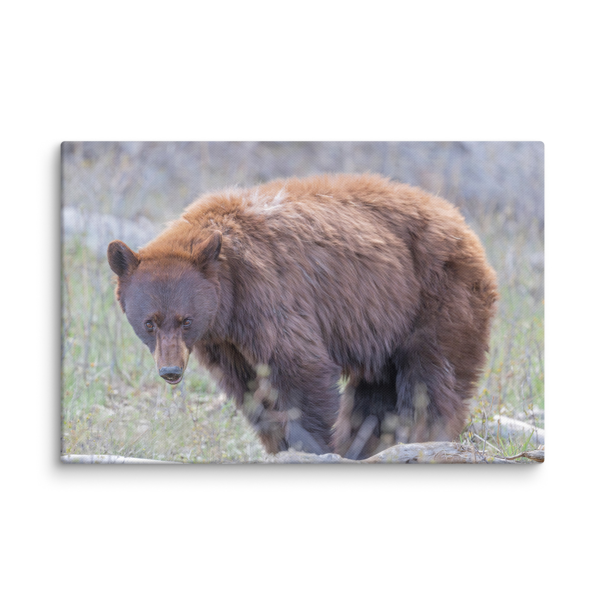 Cinnamon bear! Canvas - Image 12