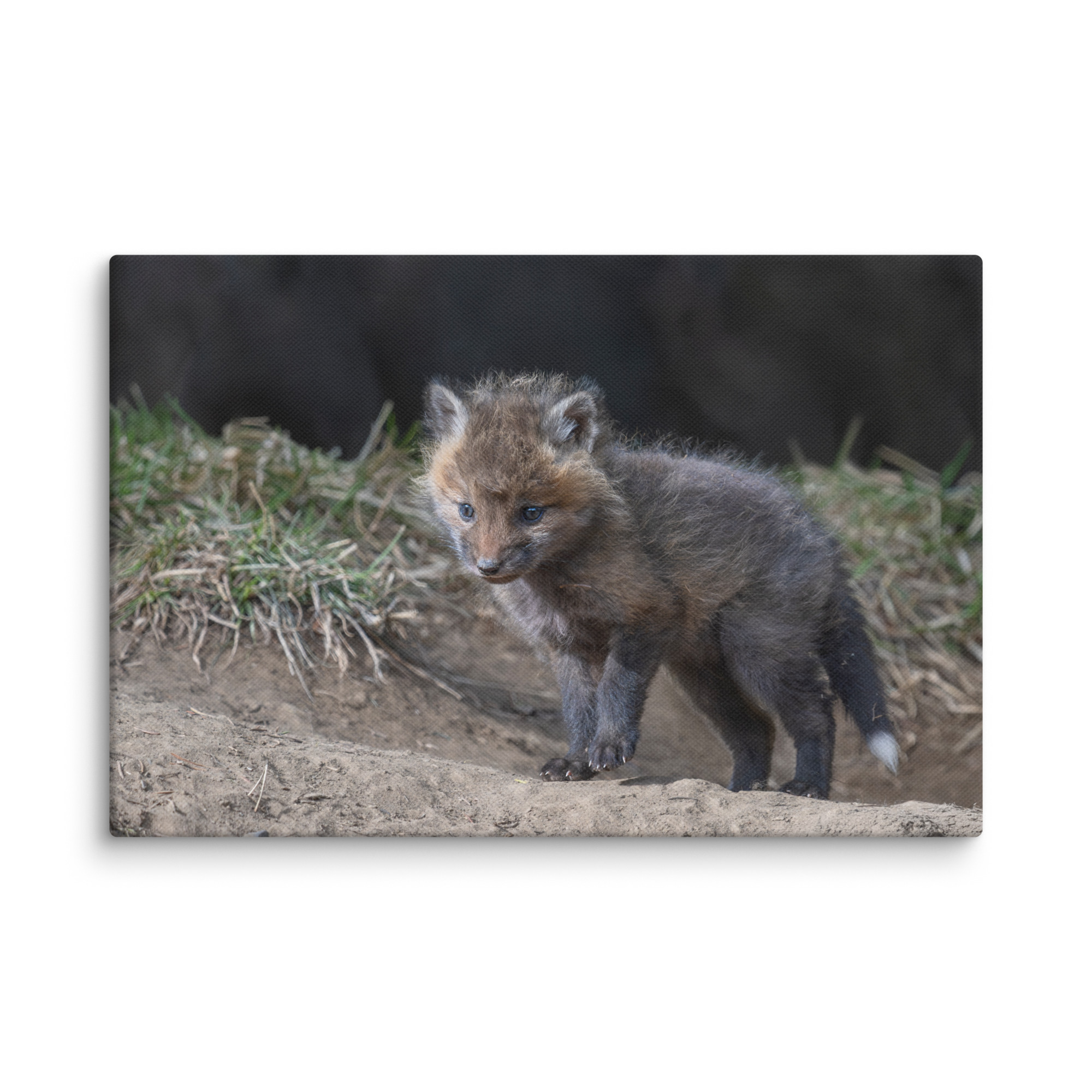 Curious Fox Cub! Canvas - Image 18
