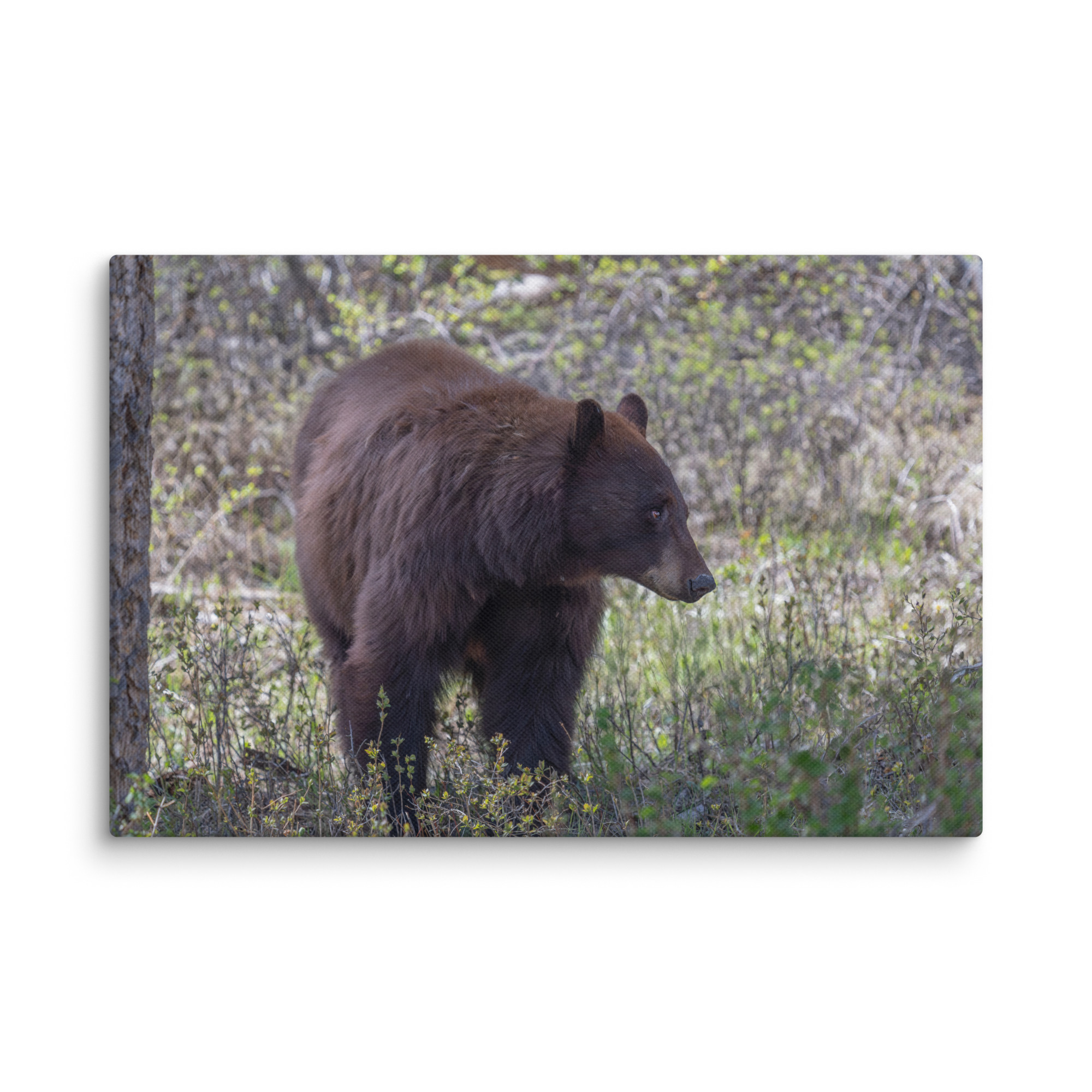 Cinnamon bear! Canvas - Image 20