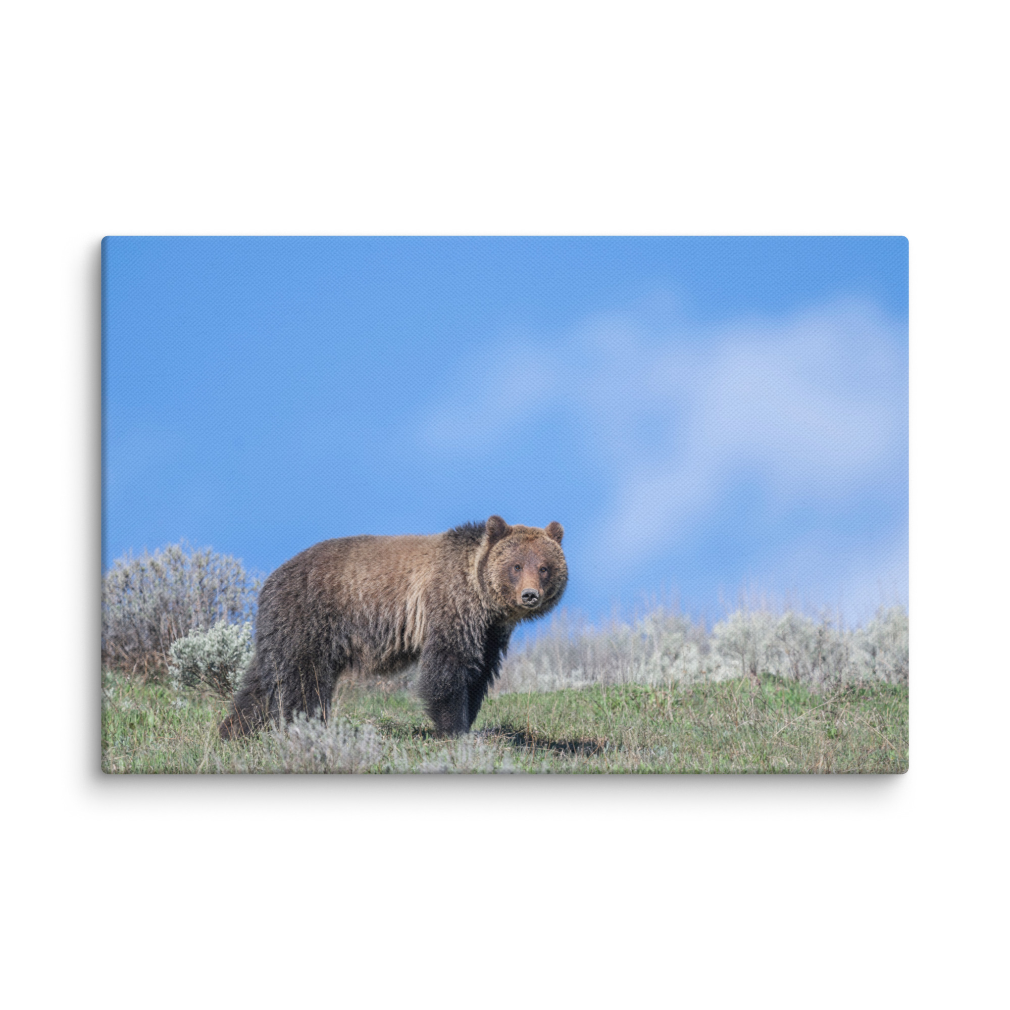 Gentle Brown Eyes in a Blue Sky! Canvas - Image 21