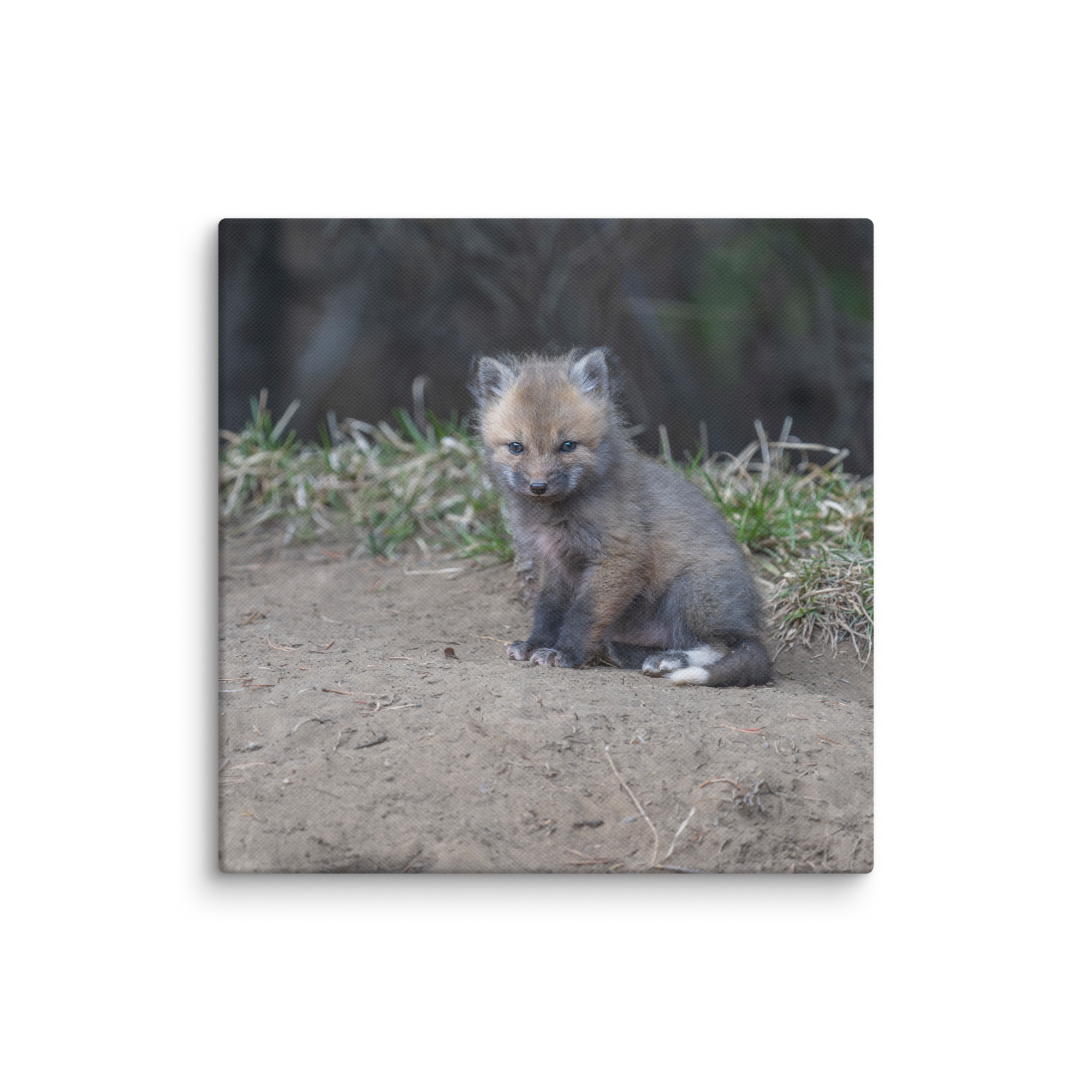 Baby Fox! Canvas - Image 22