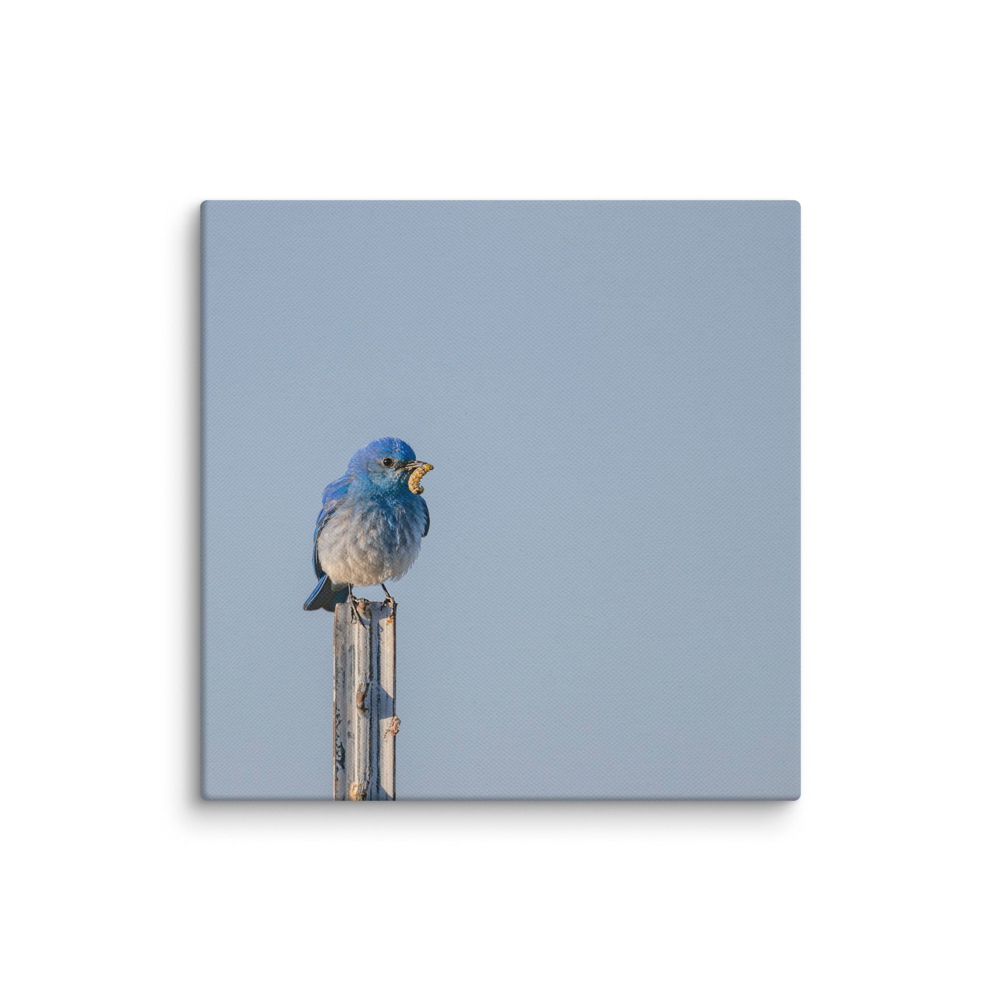 Mountain Blue Bird with food! Canvas - Image 20
