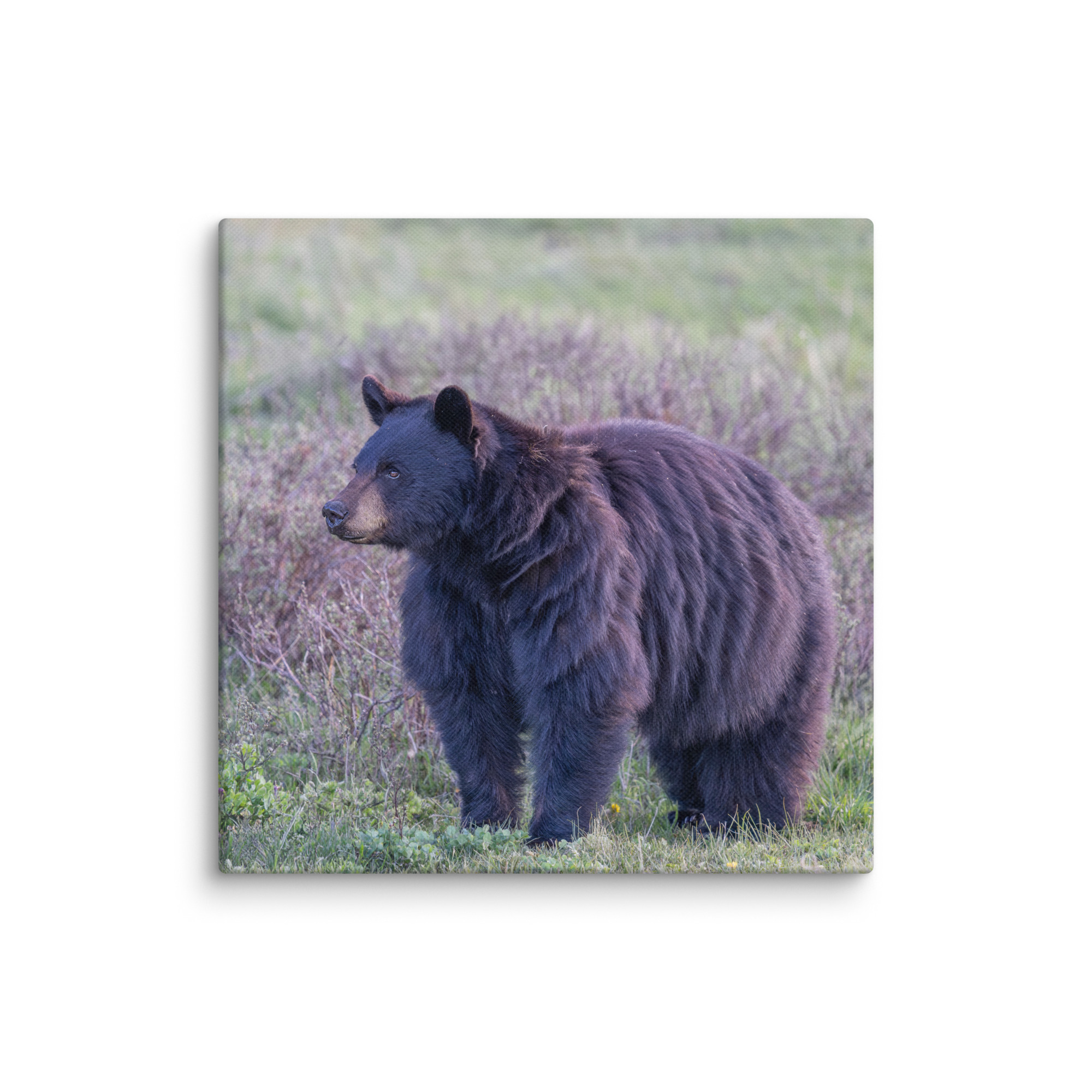 American black bear! Canvas - Image 19