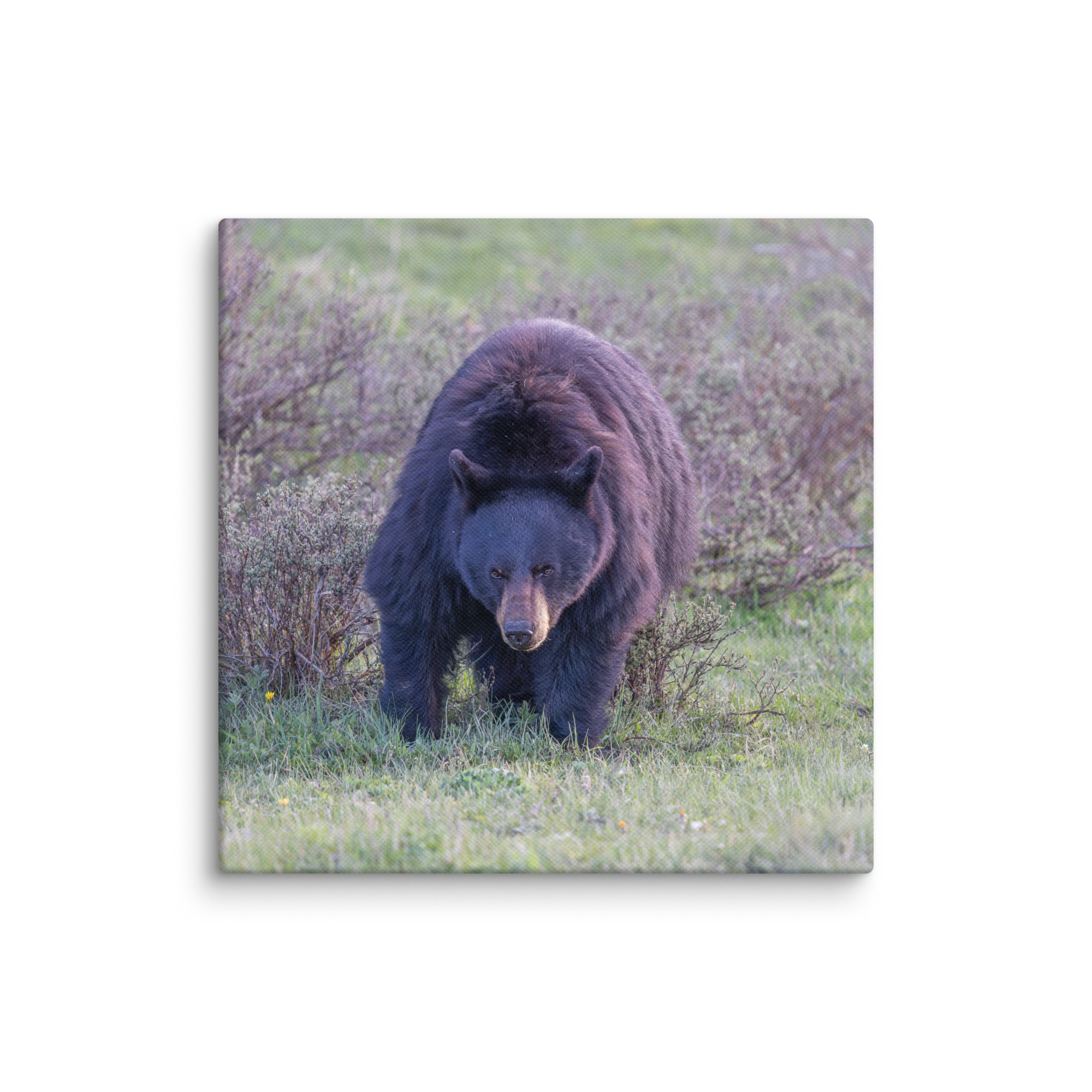 American black bear! Canvas - Image 20