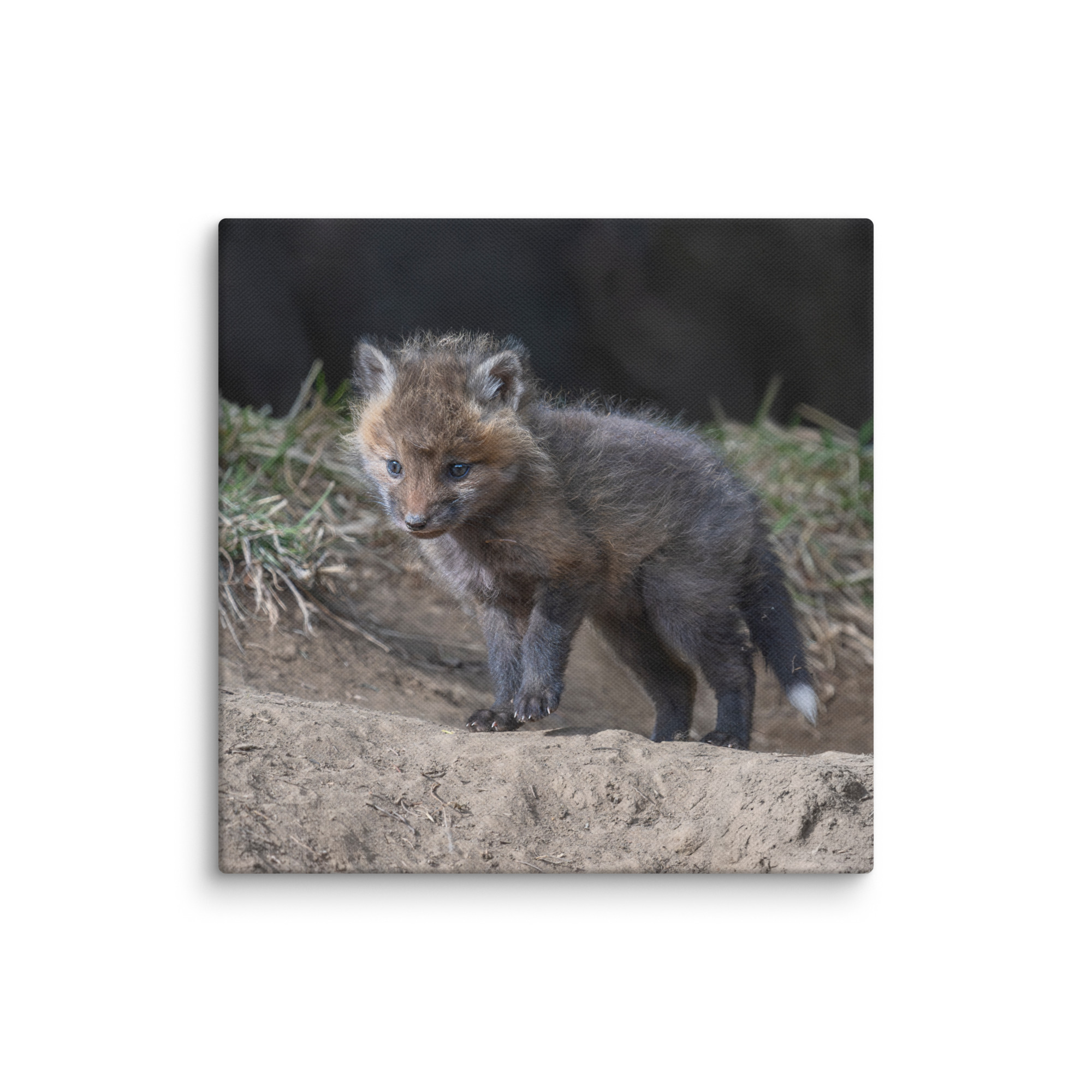Curious Fox Cub! Canvas - Image 19