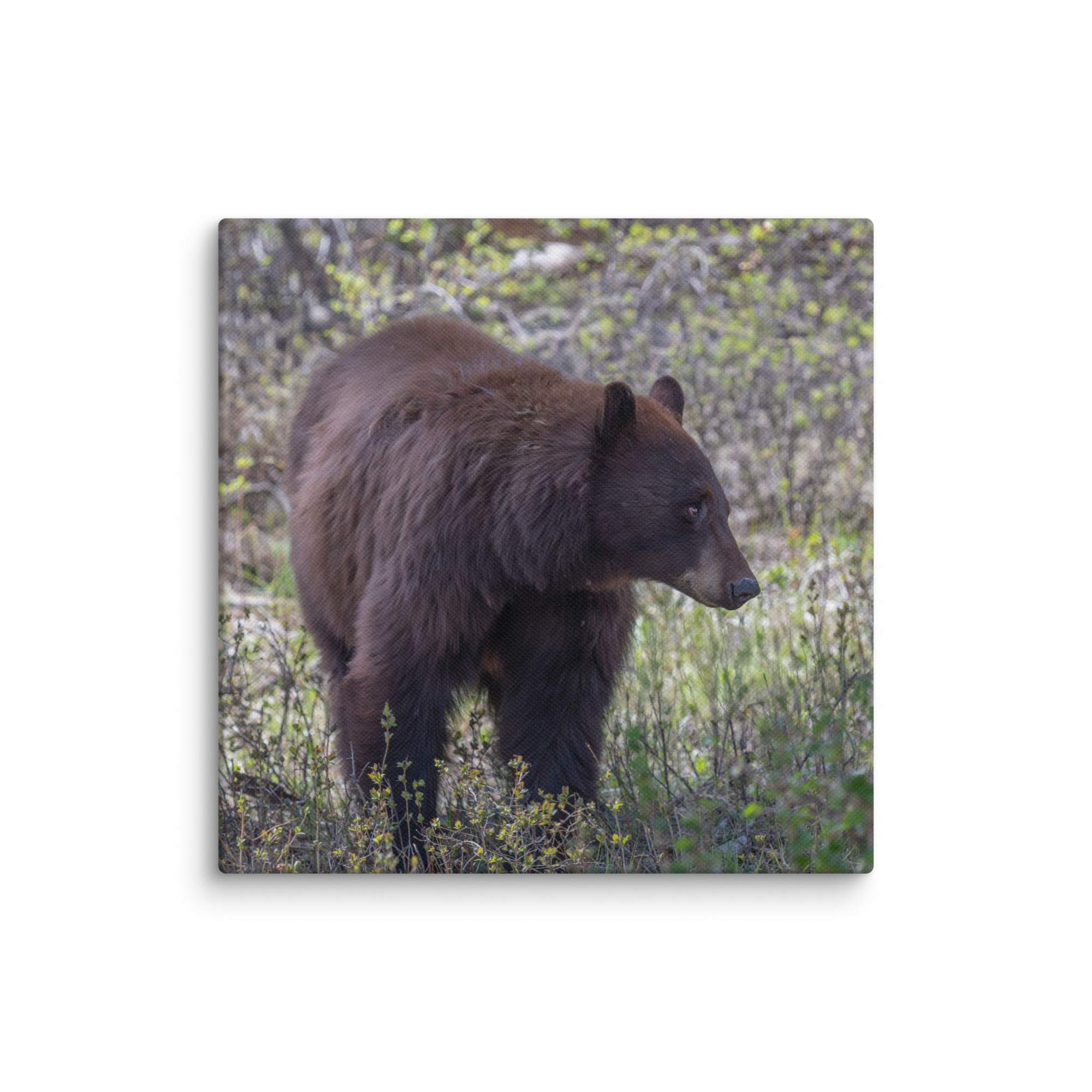 Cinnamon bear! Canvas - Image 21