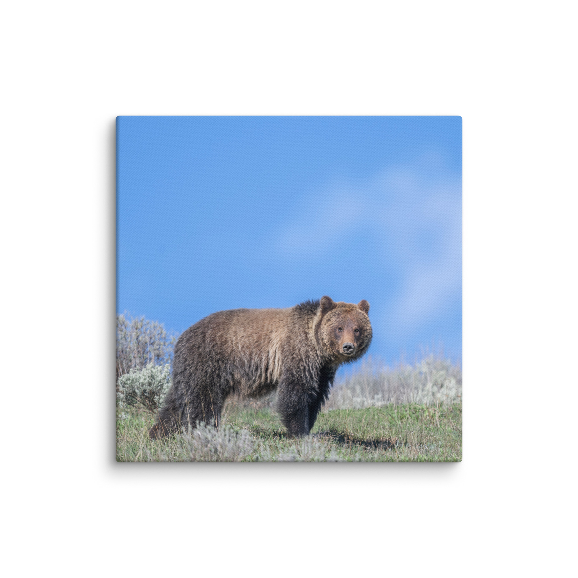 Gentle Brown Eyes in a Blue Sky! Canvas - Image 22