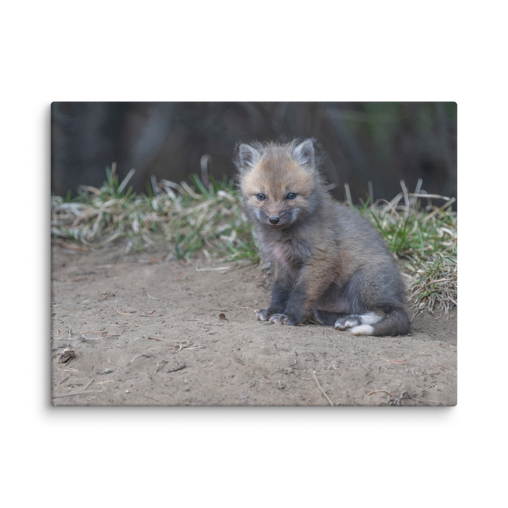 Baby Fox! Canvas - Image 23