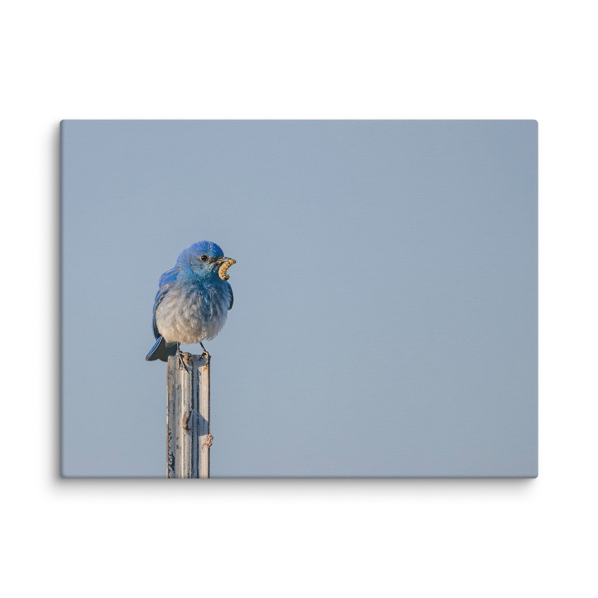 Mountain Blue Bird with food! Canvas - Image 21