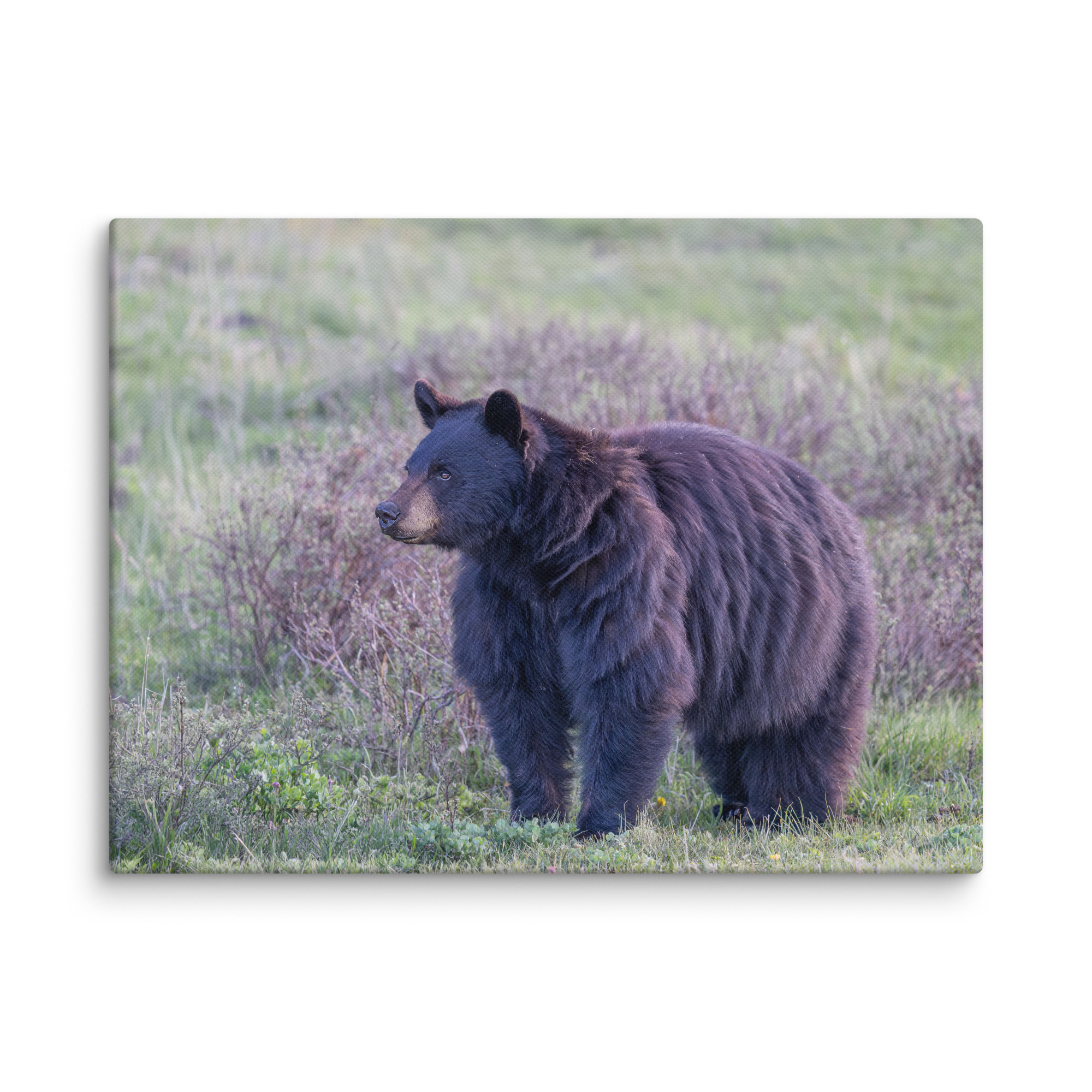 American black bear! Canvas - Image 20