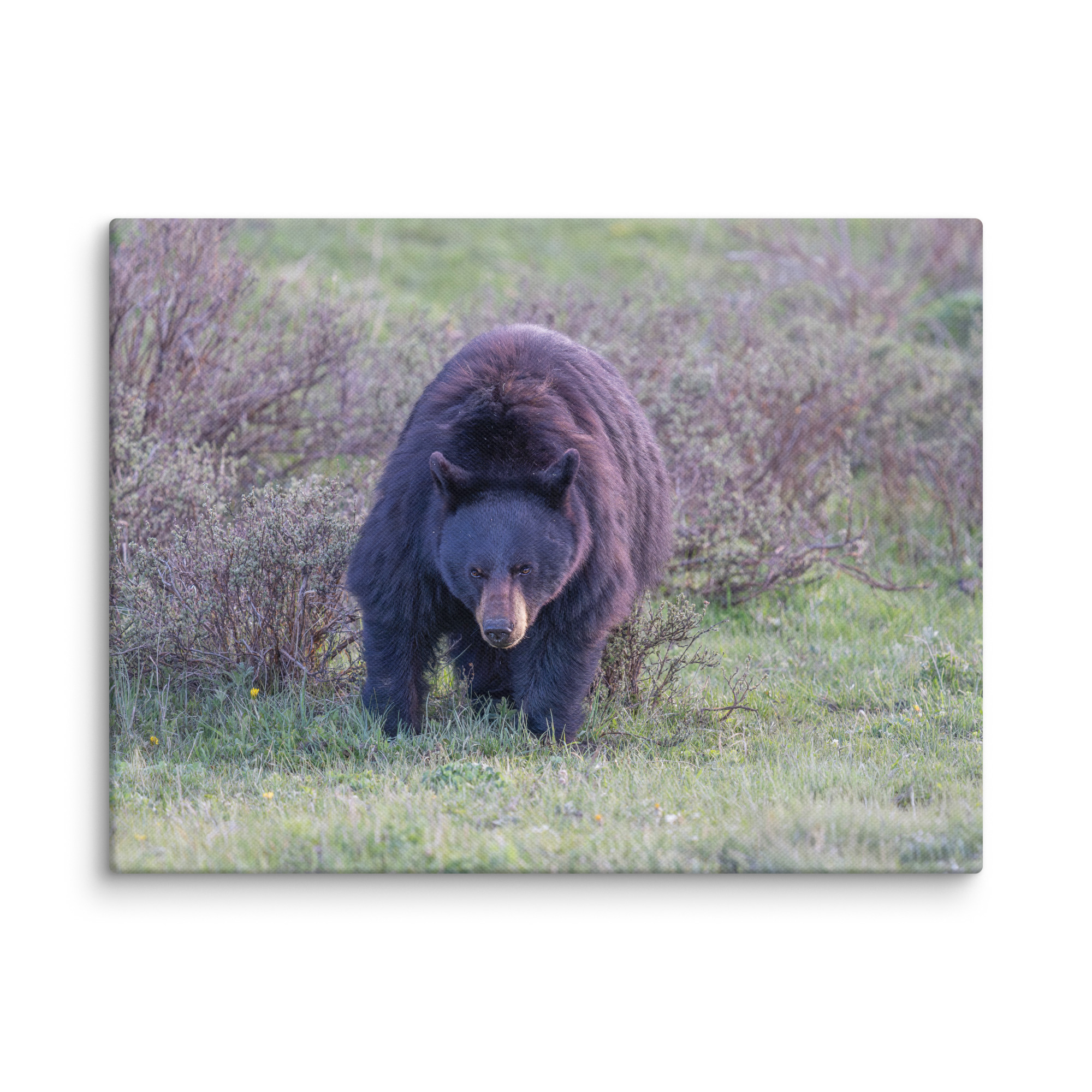 American black bear! Canvas - Image 21