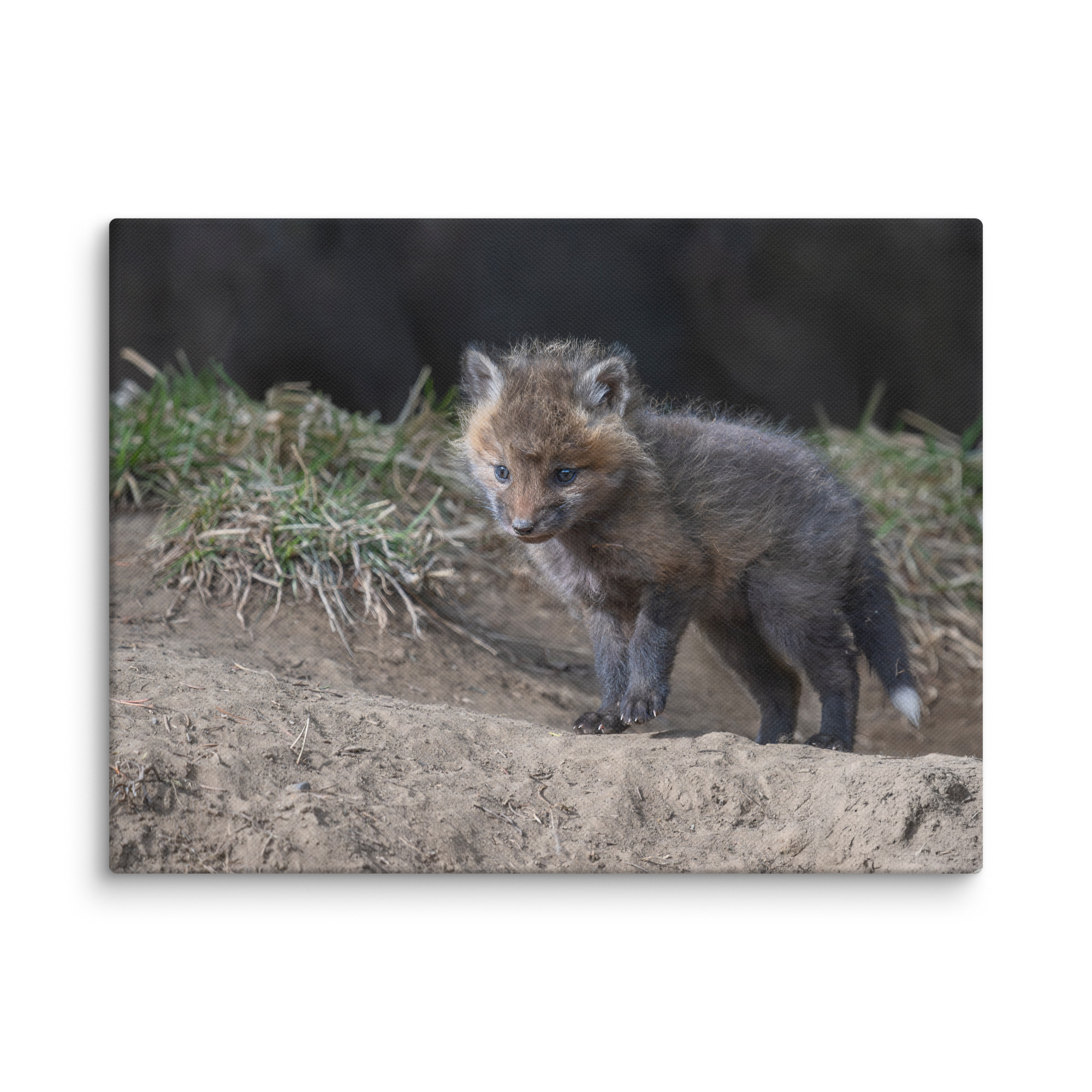 Curious Fox Cub! Canvas - Image 20