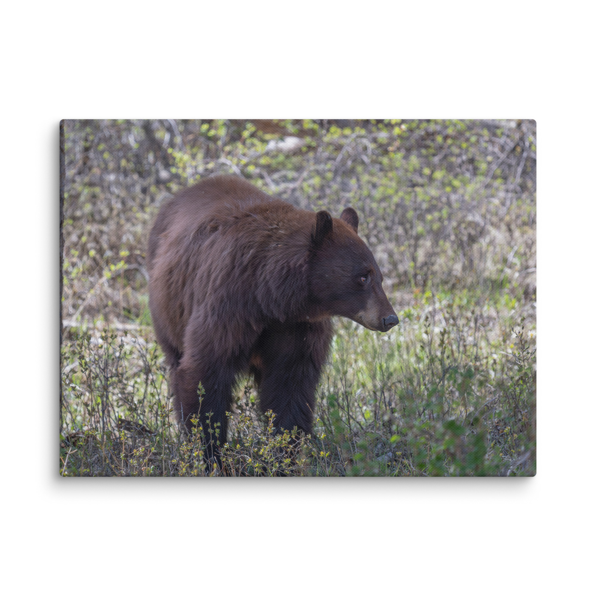 Cinnamon bear! Canvas - Image 22