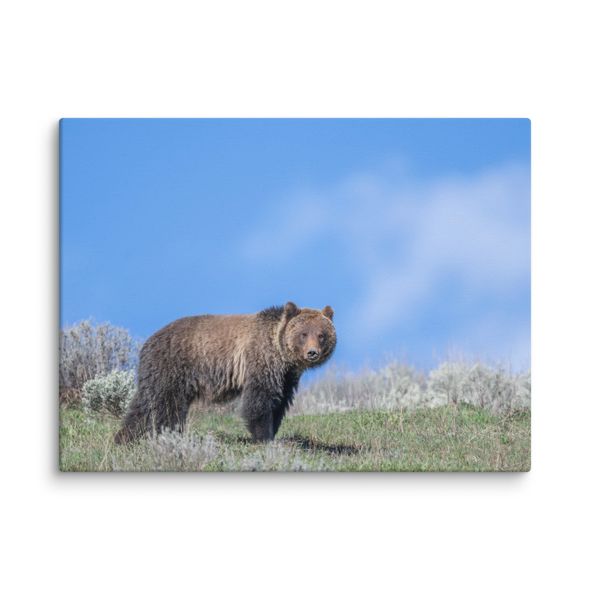 Gentle Brown Eyes in a Blue Sky! Canvas - Image 23