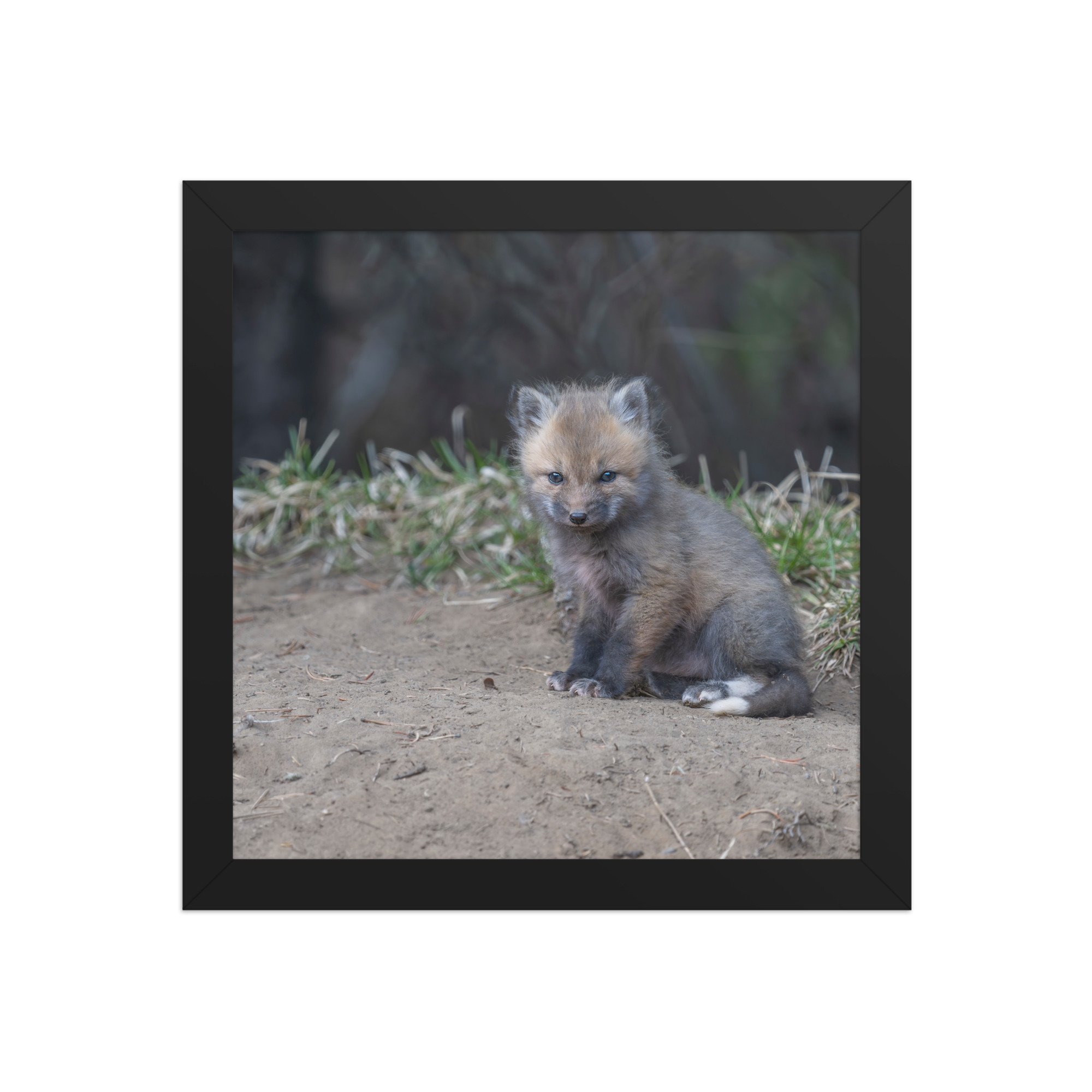 Baby Fox! Framed poster - Image 3