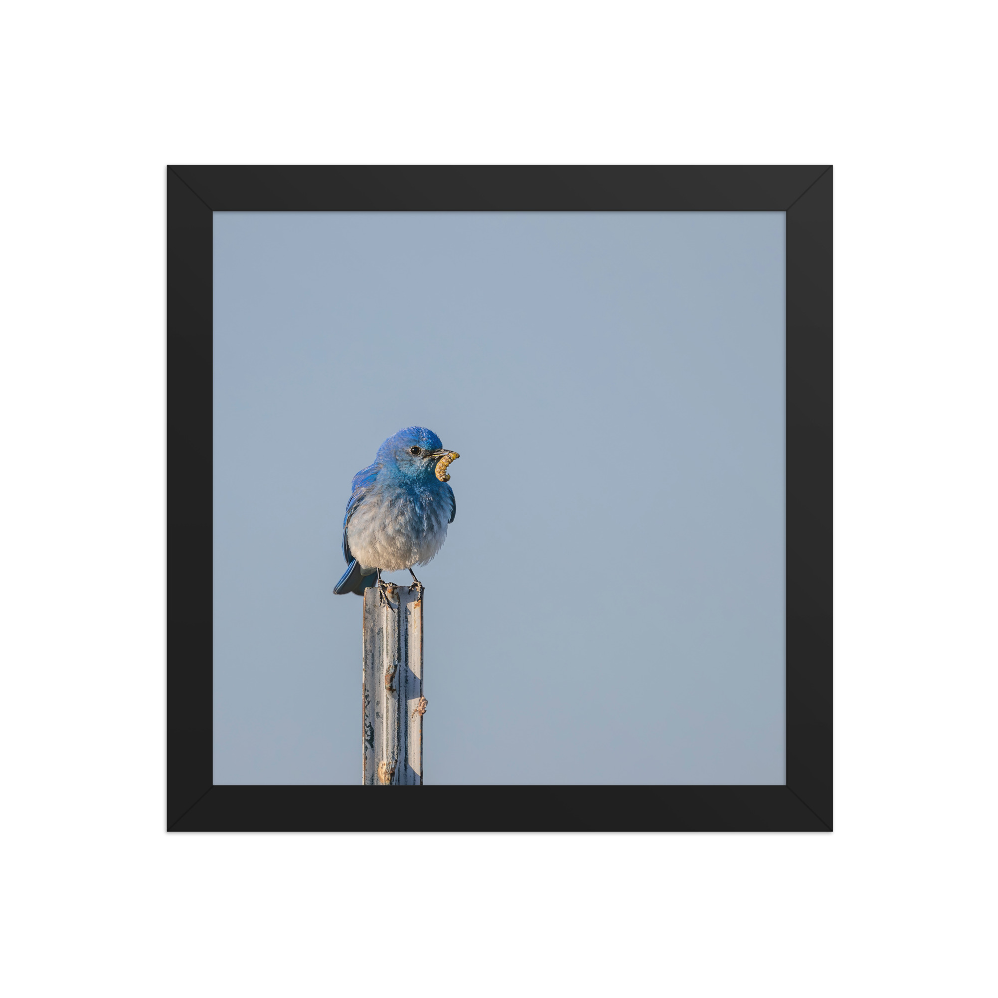 Mountain Blue Bird with food! Framed poster - Image 3