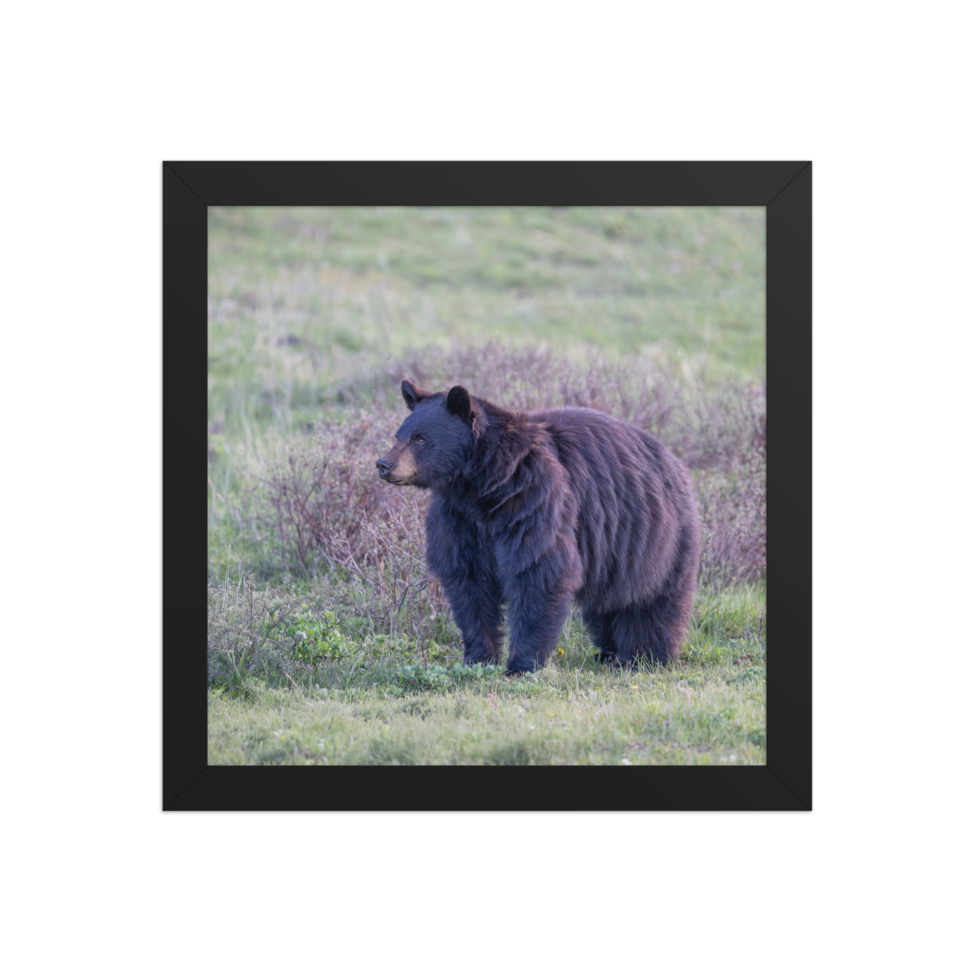 American black bear! Framed poster - Image 3