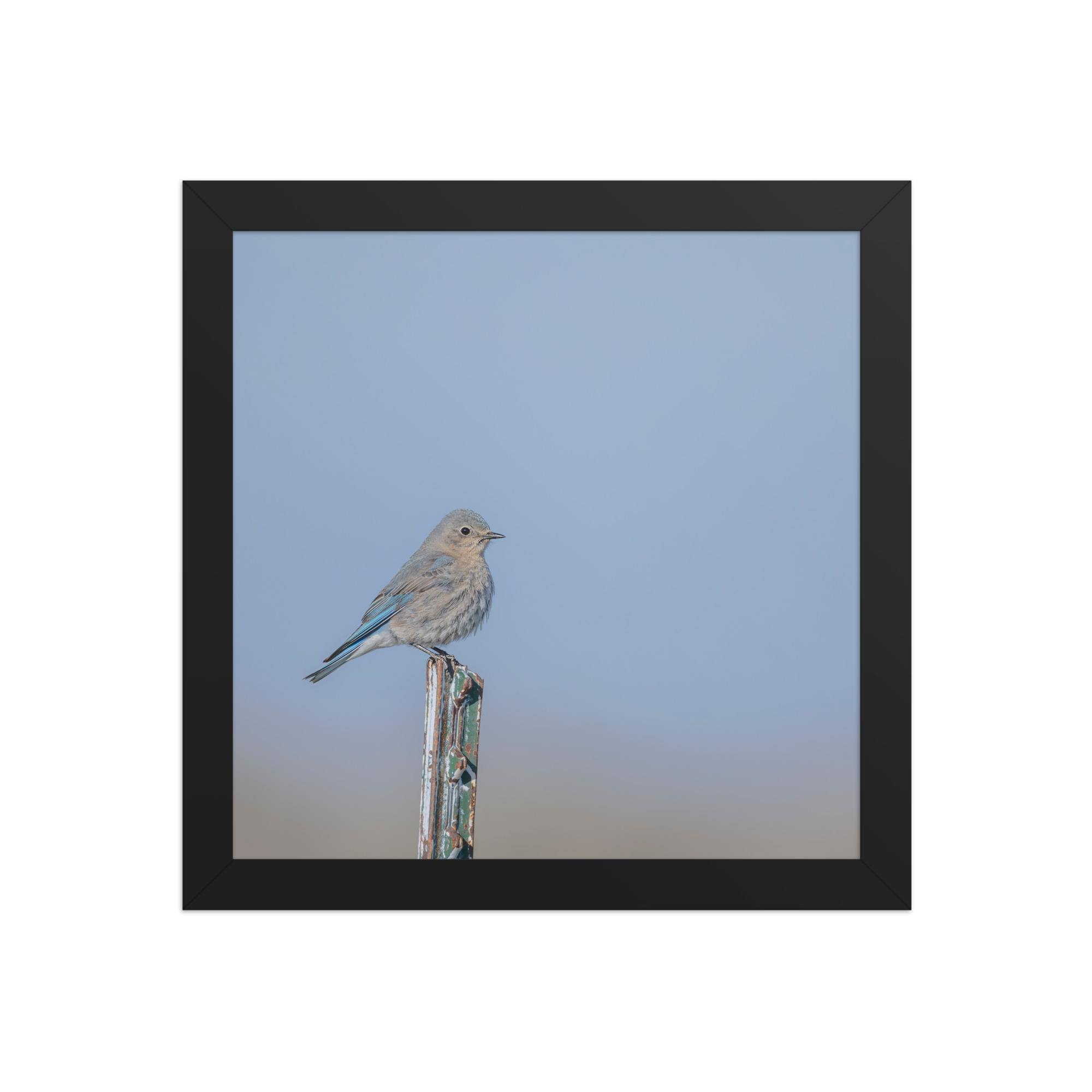 Female Mountain Bluebird! Framed poster - Image 3