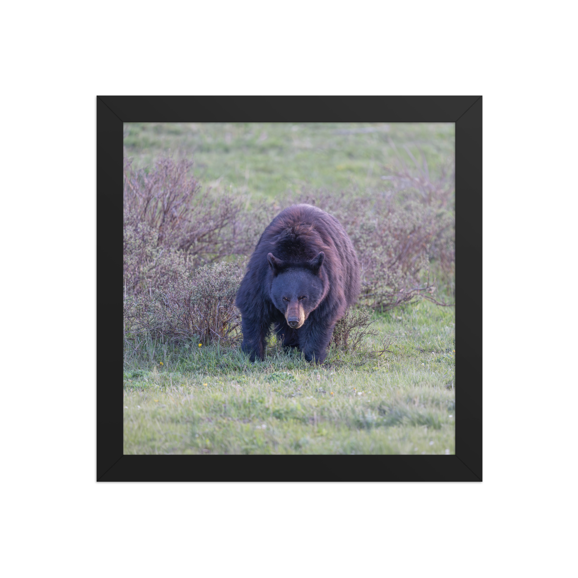 American black bear! Framed poster - Image 3