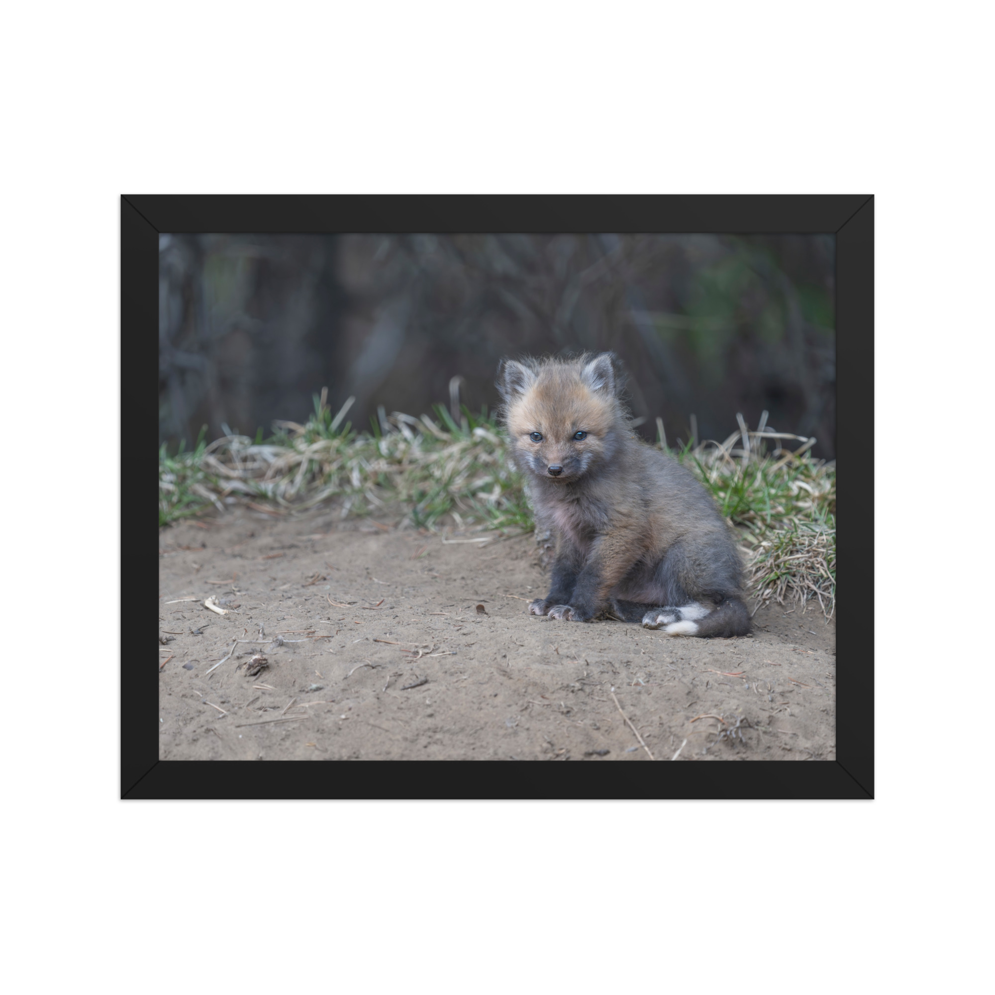 Baby Fox! Framed poster - Image 4