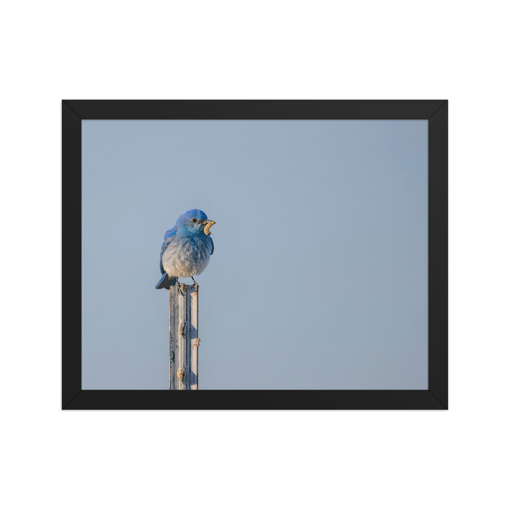 Mountain Blue Bird with food! Framed poster - Image 4