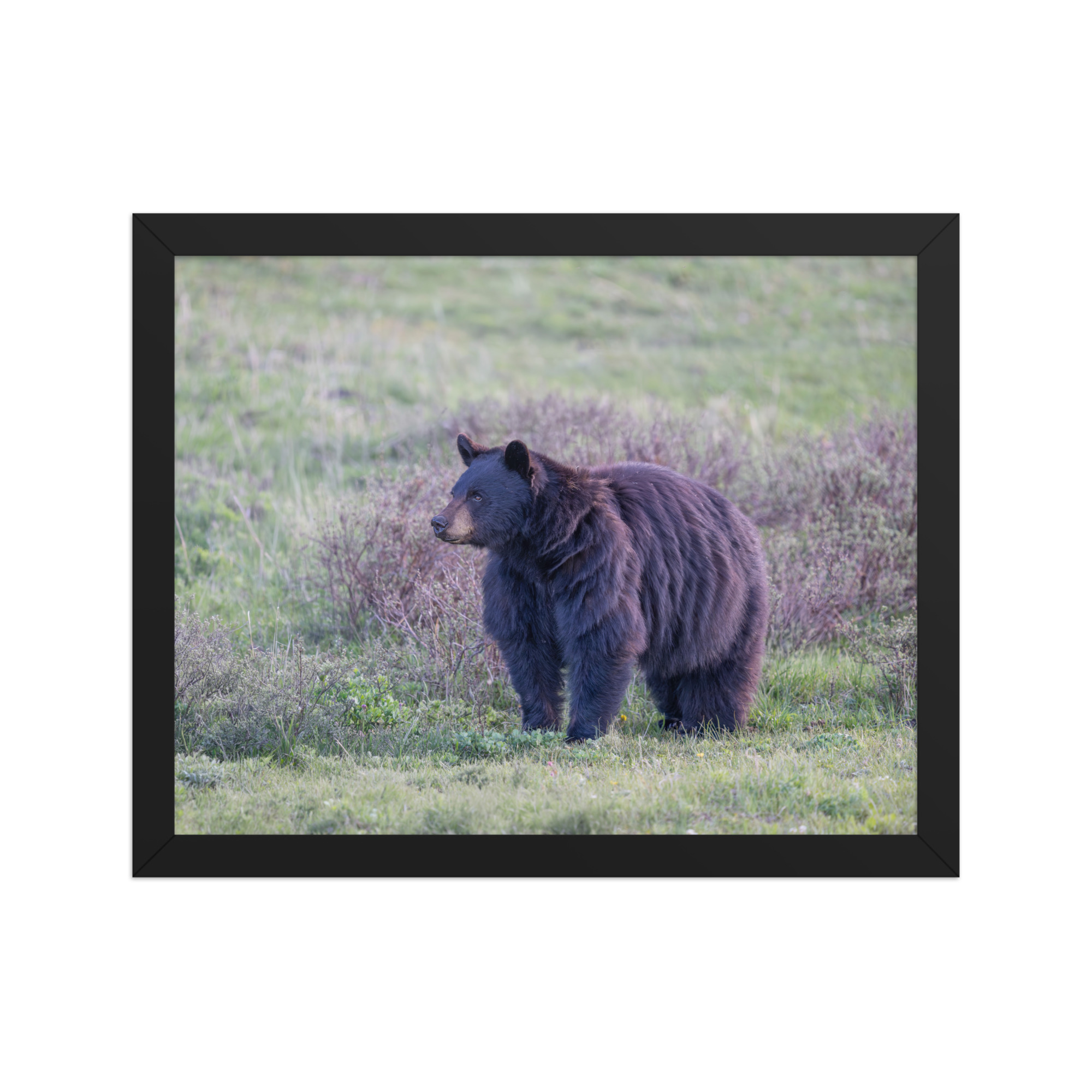 American black bear! Framed poster - Image 4