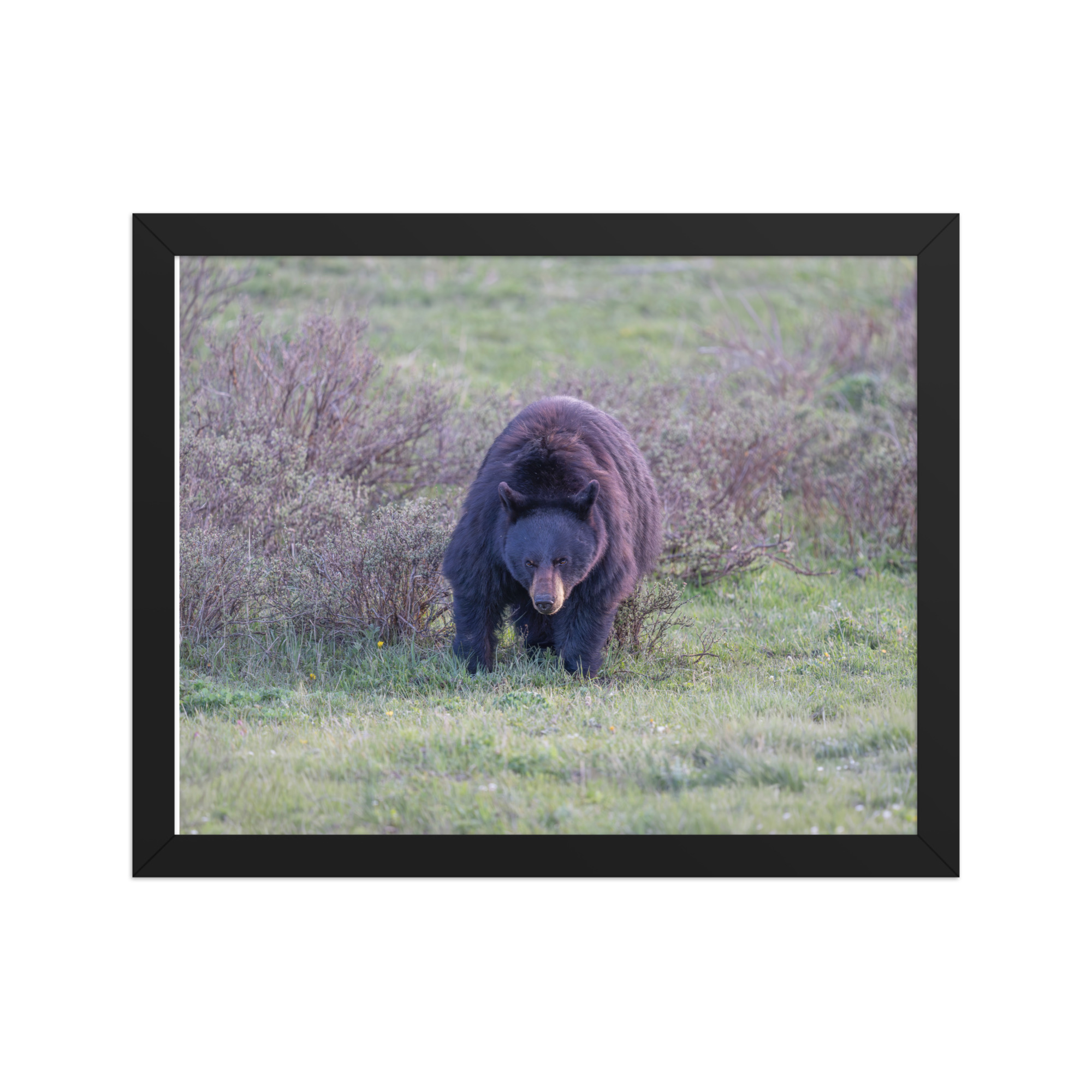 American black bear! Framed poster - Image 4