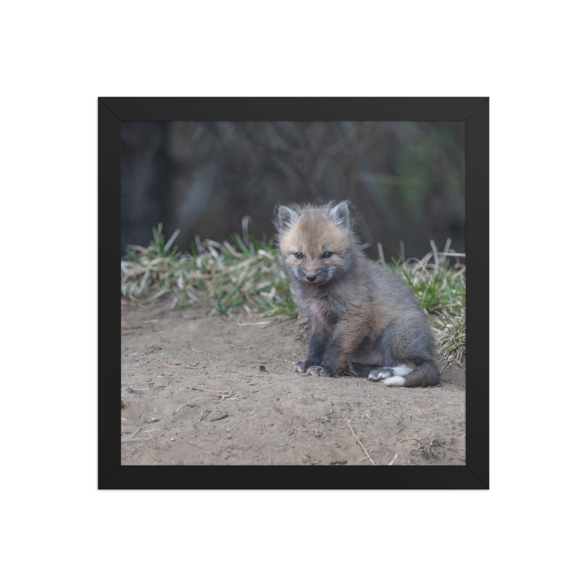 Baby Fox! Framed poster - Image 5