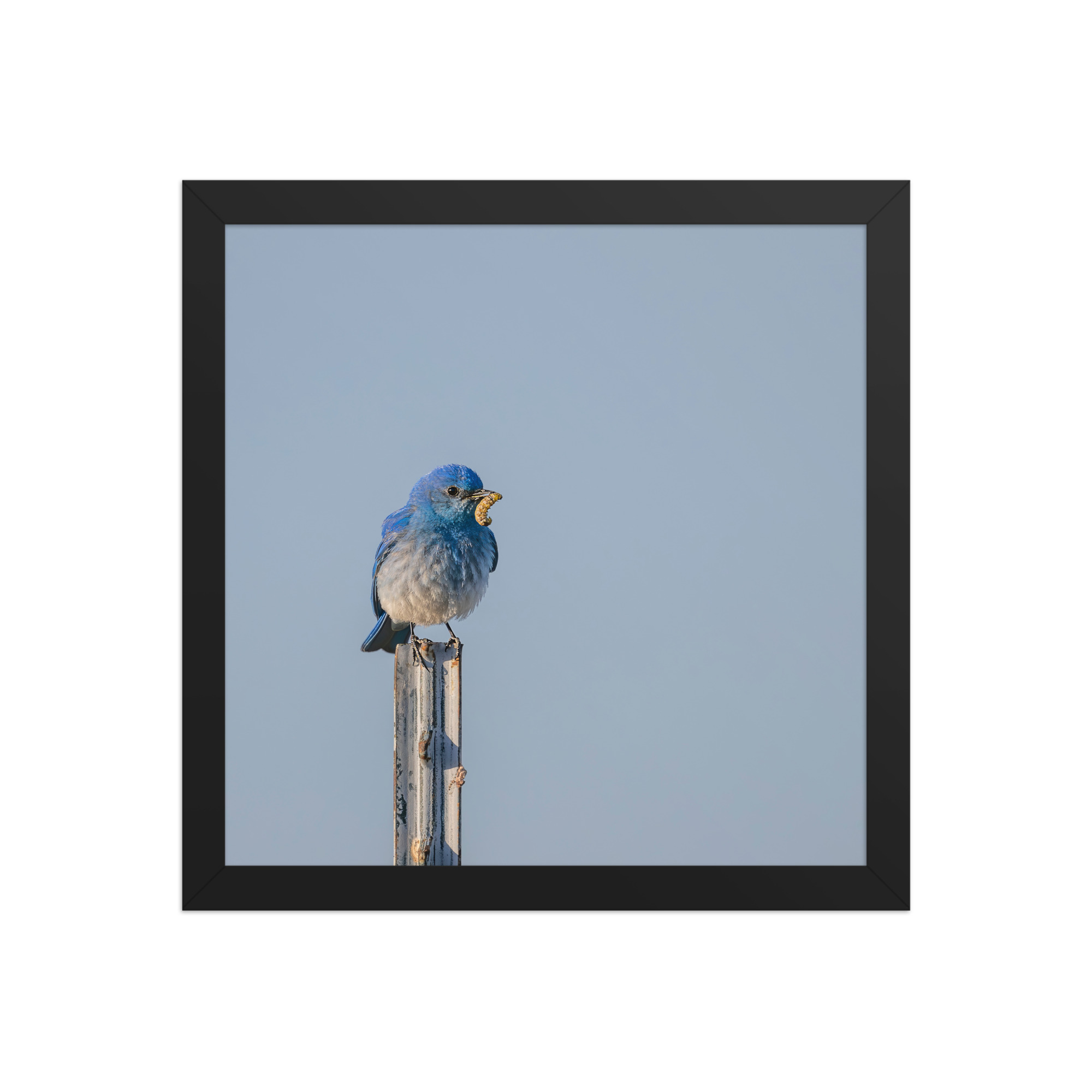 Mountain Blue Bird with food! Framed poster - Image 5
