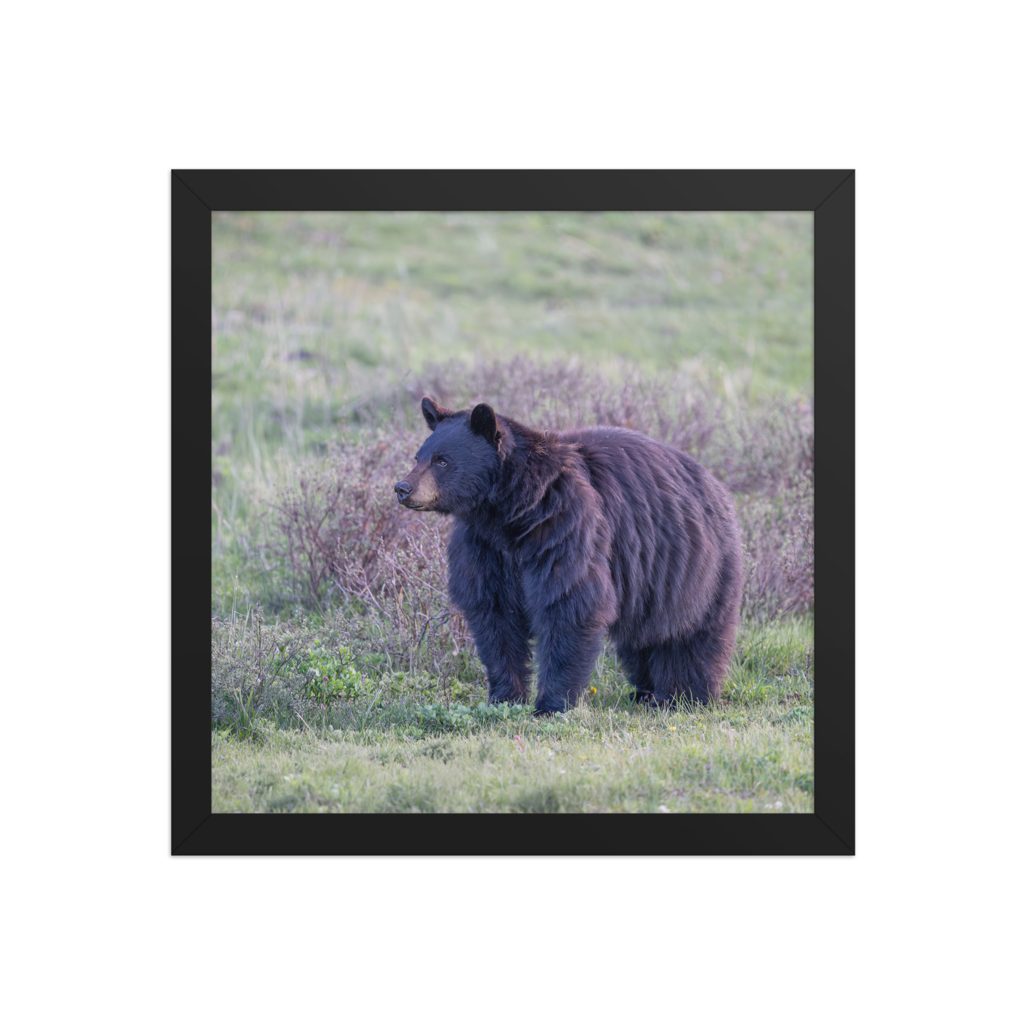American black bear! Framed poster - Image 5