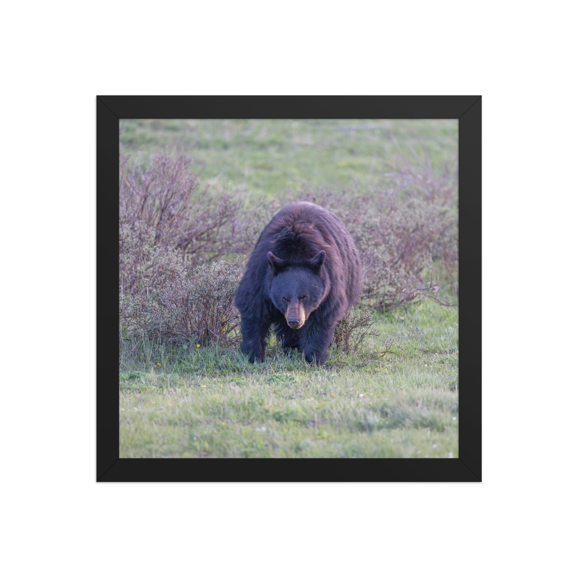 American black bear! Framed poster - Image 5