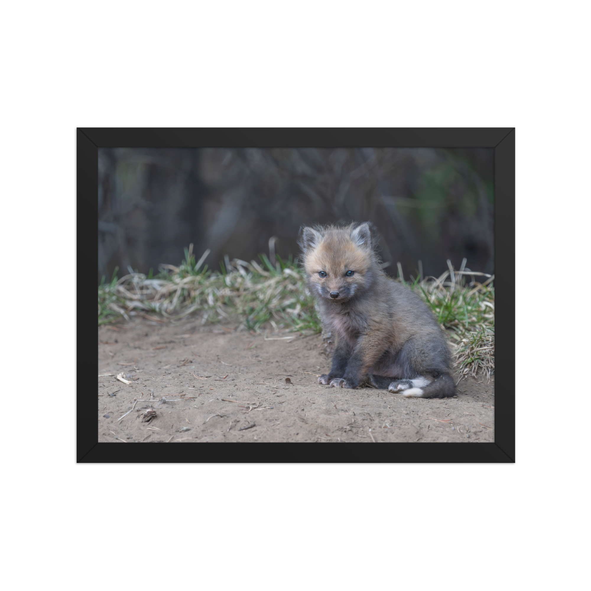 Baby Fox! Framed poster - Image 6