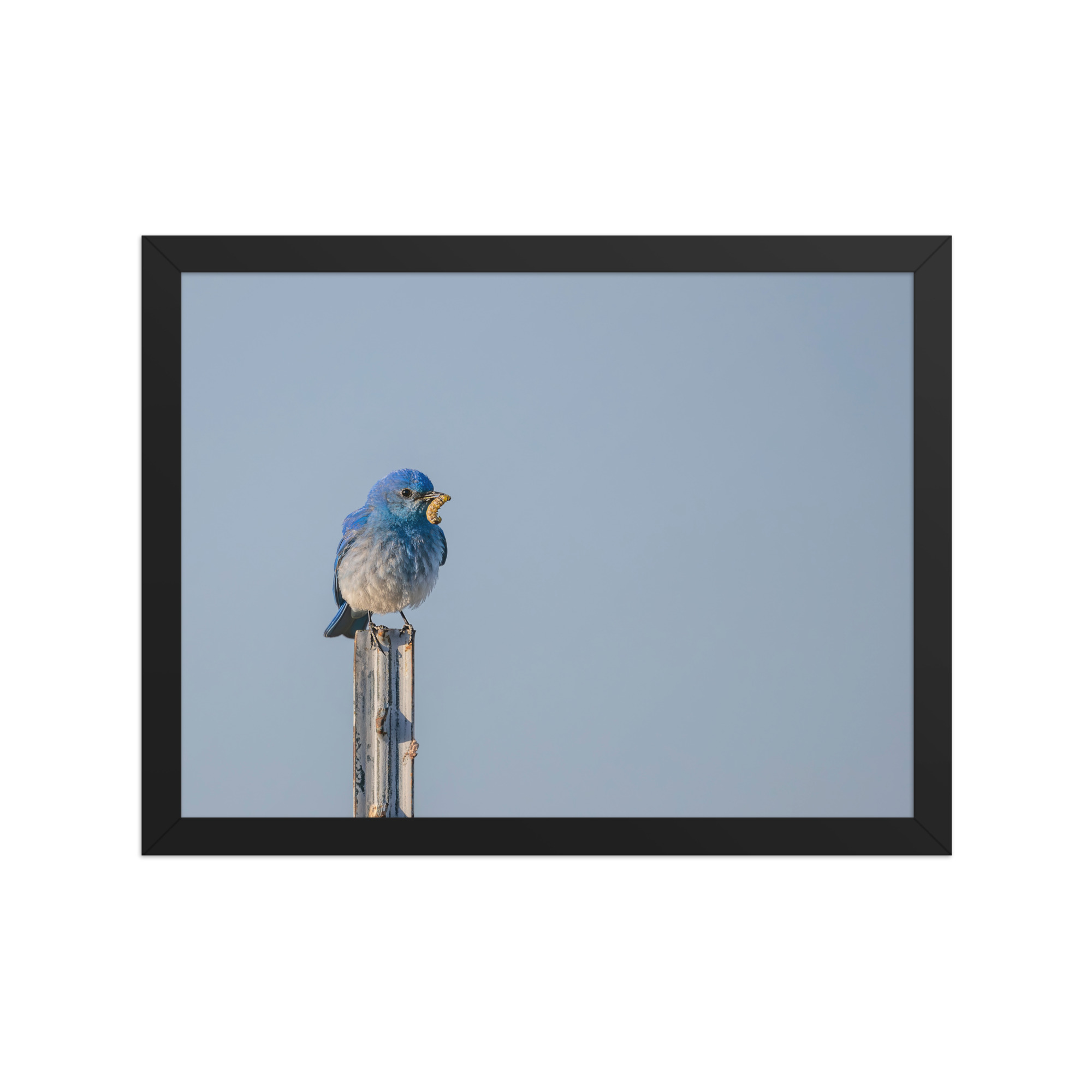 Mountain Blue Bird with food! Framed poster - Image 6