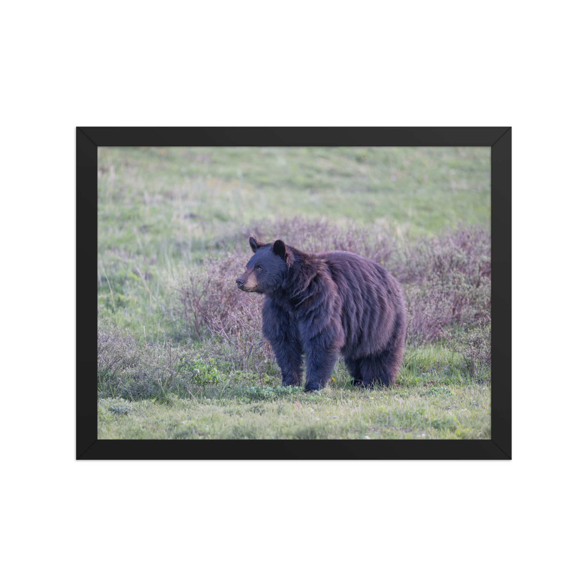 American black bear! Framed poster - Image 6