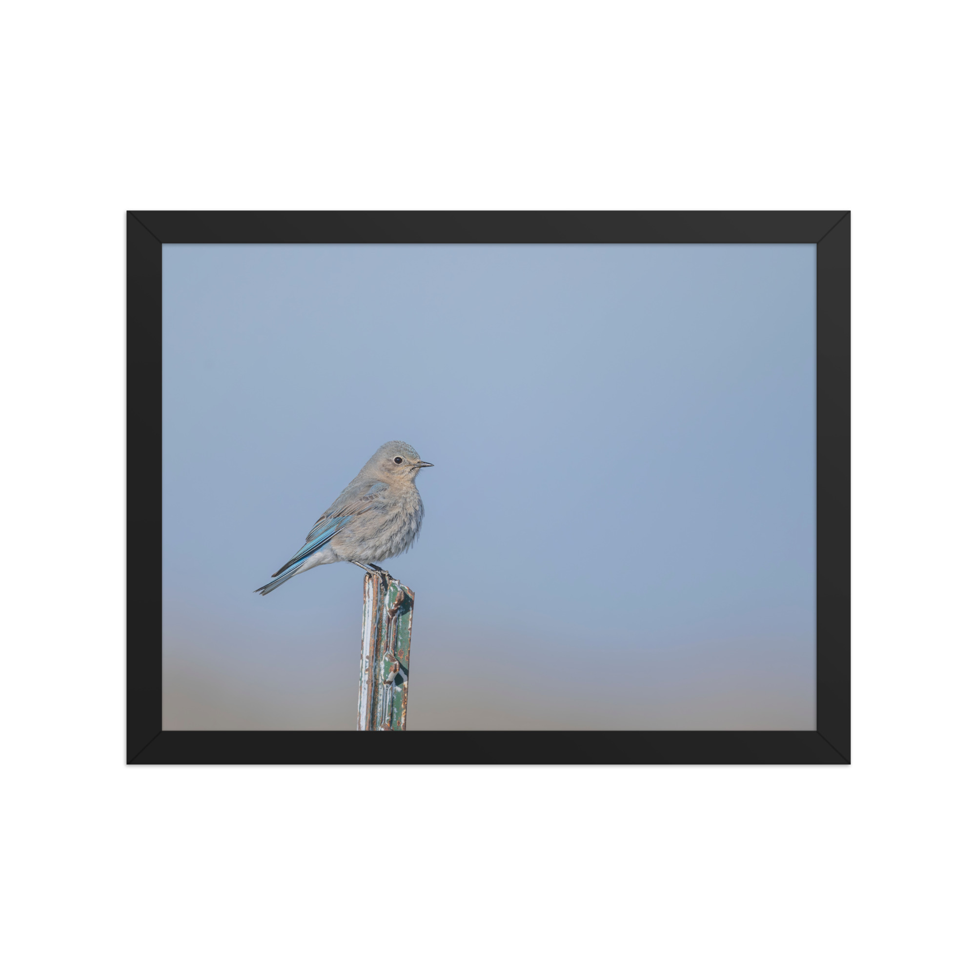 Female Mountain Bluebird! Framed poster - Image 6