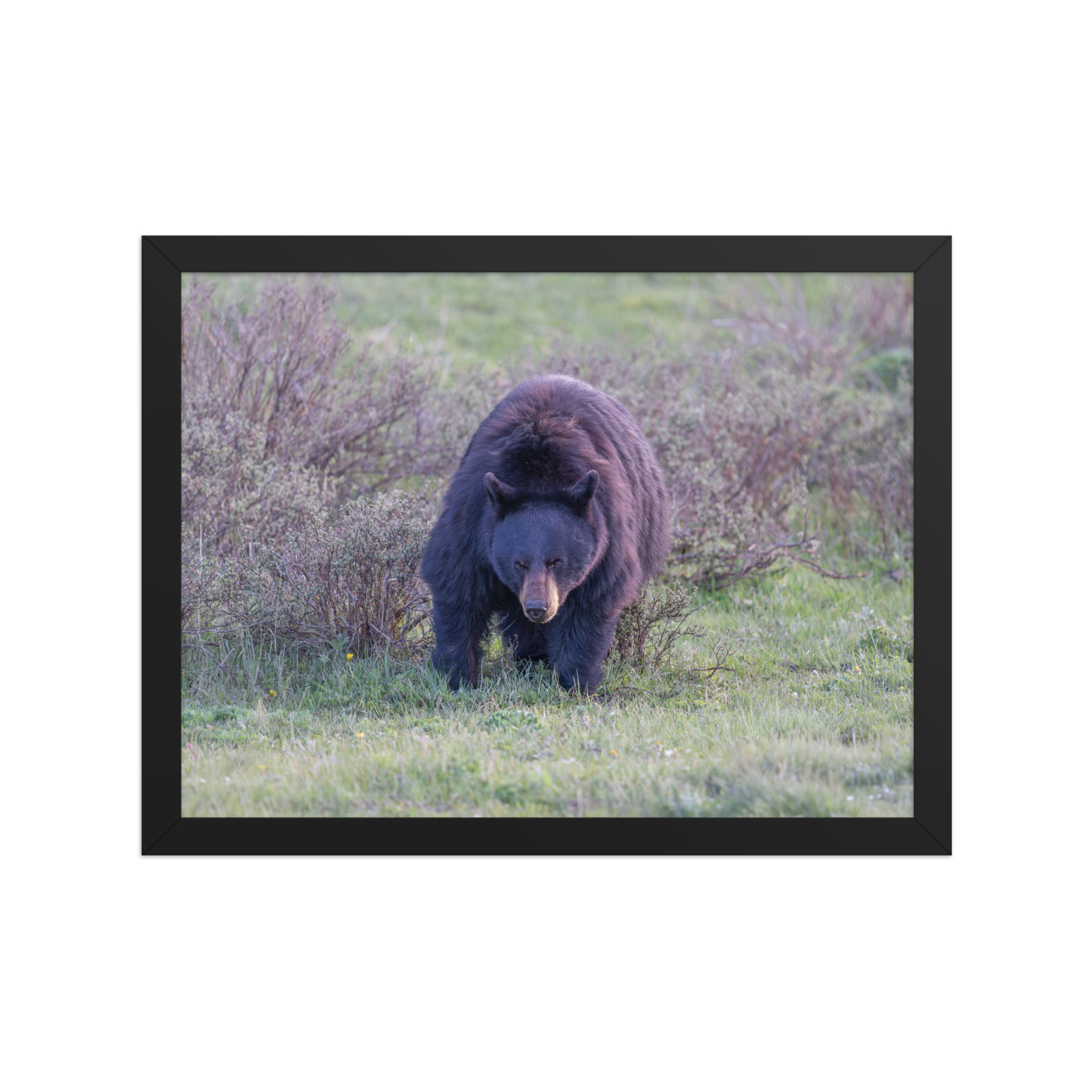 American black bear! Framed poster - Image 6