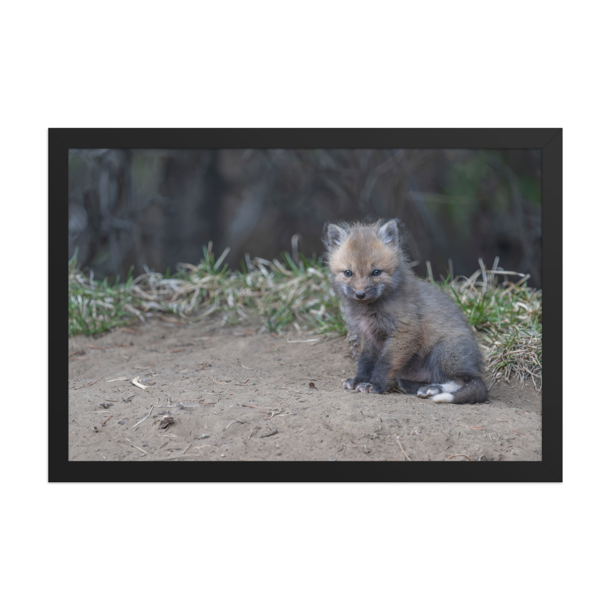 Baby Fox! Framed poster - Image 7