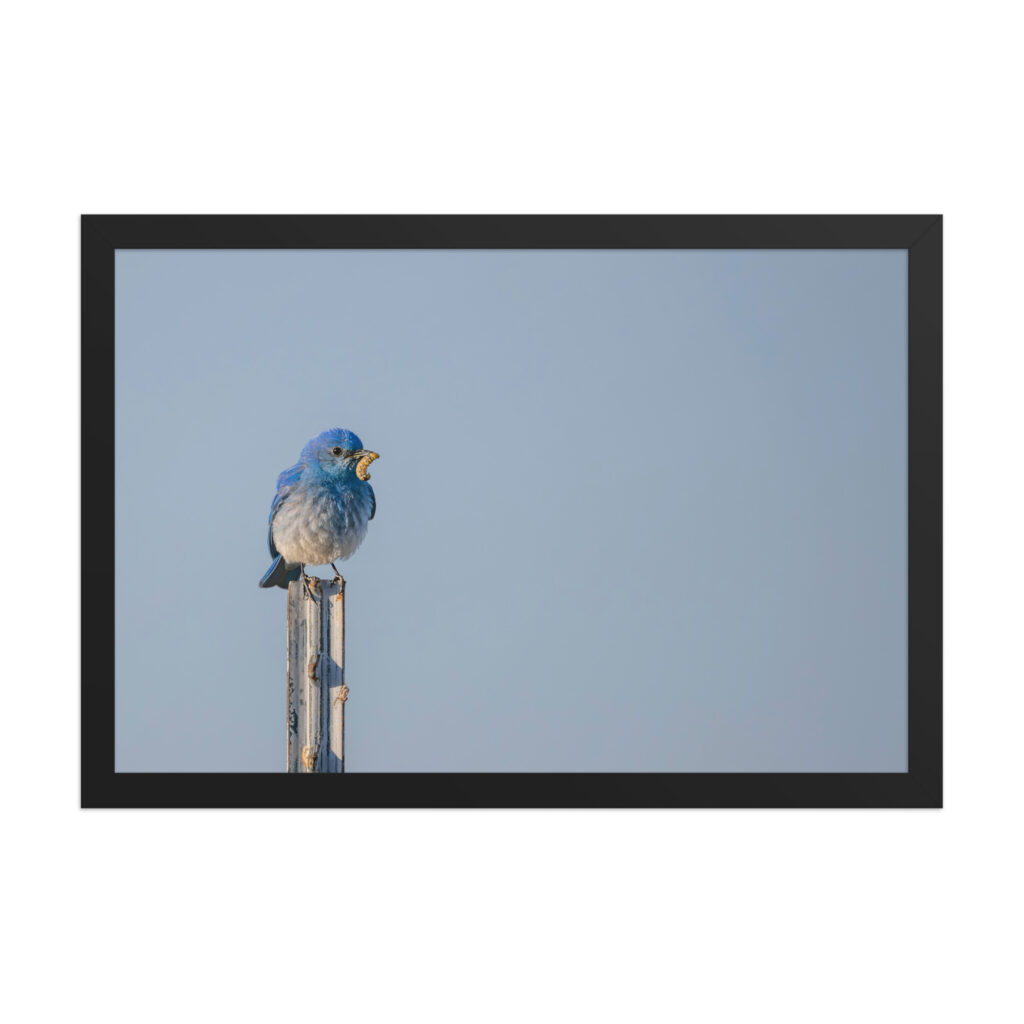 Mountain Blue Bird with food! Framed poster