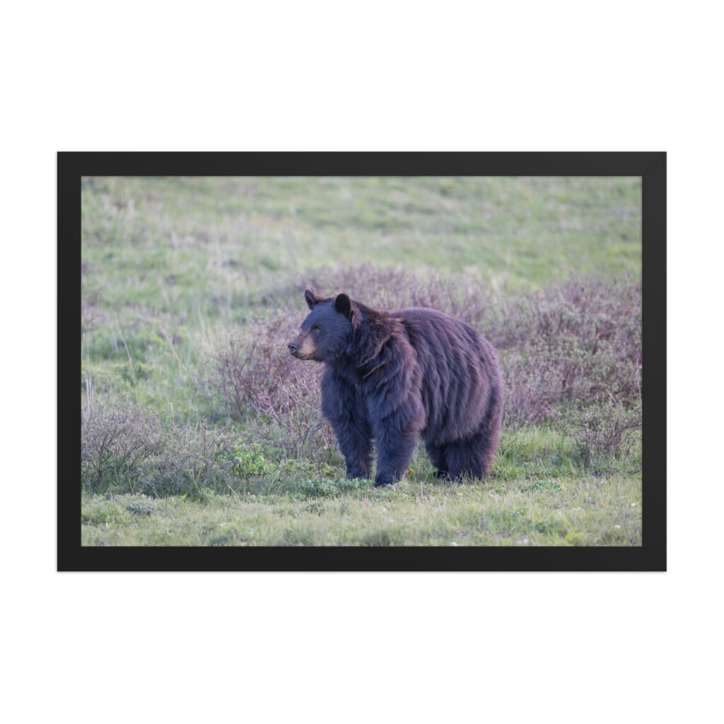 American black bear! Framed poster