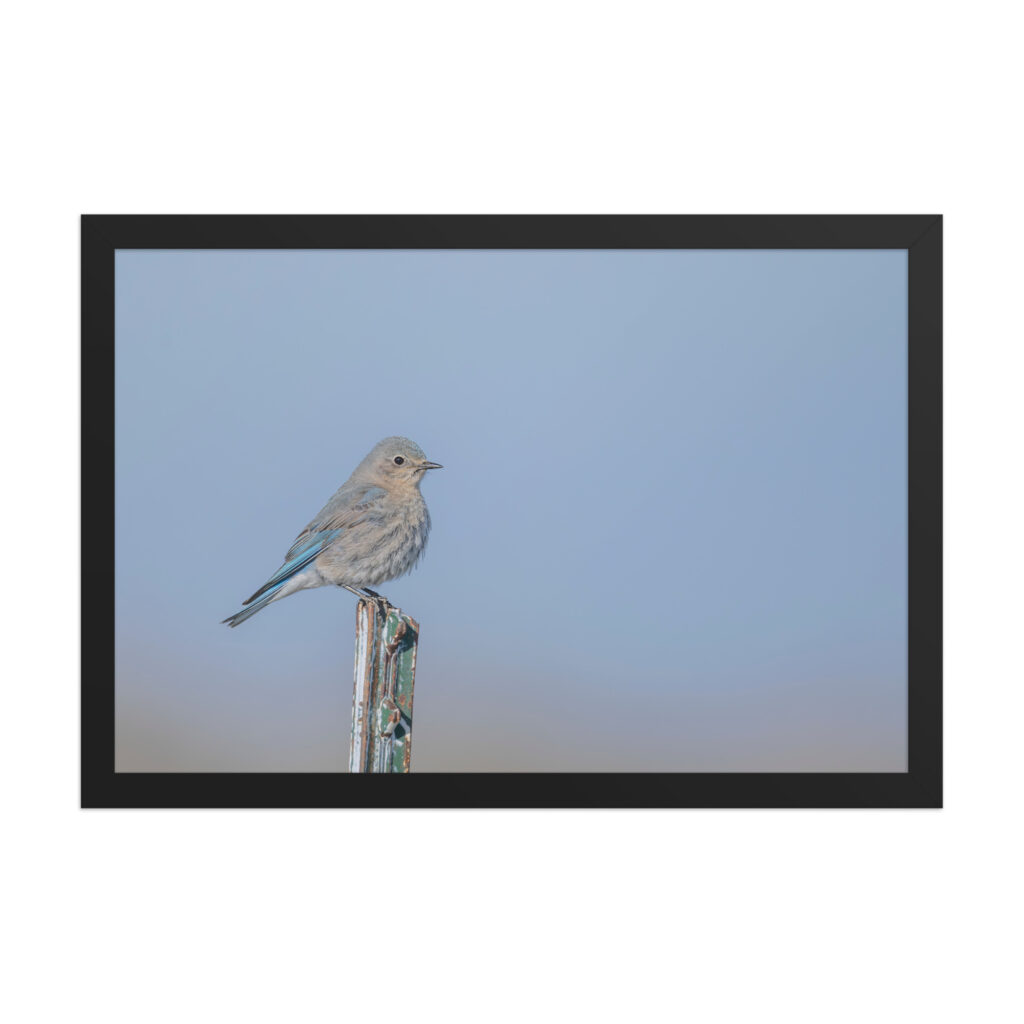 Female Mountain Bluebird! Framed poster