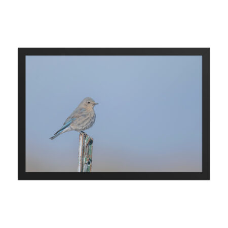 Female Mountain Bluebird! Framed poster