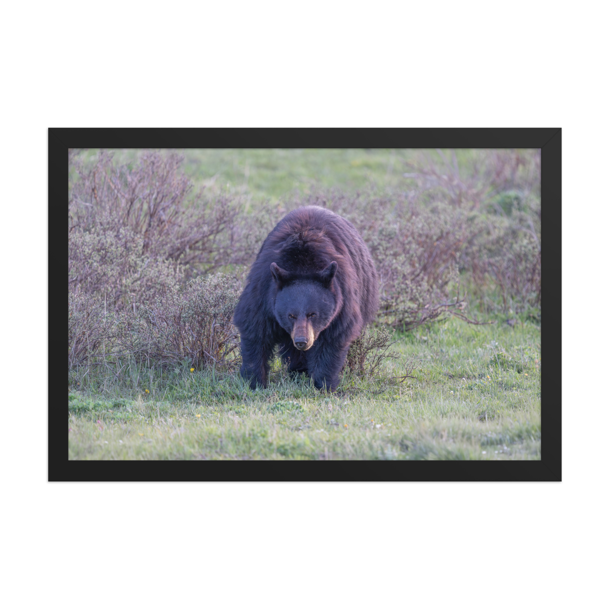 American black bear! Framed poster - Image 7