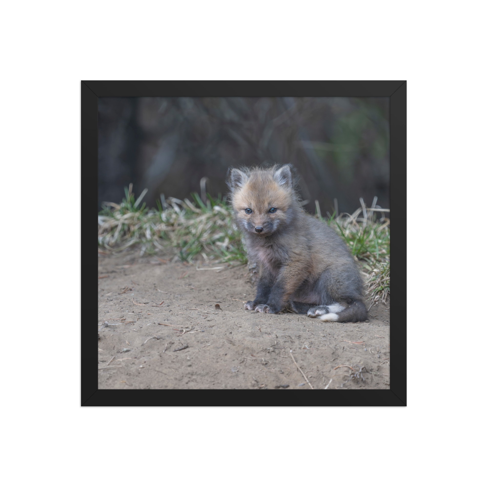 Baby Fox! Framed poster - Image 8