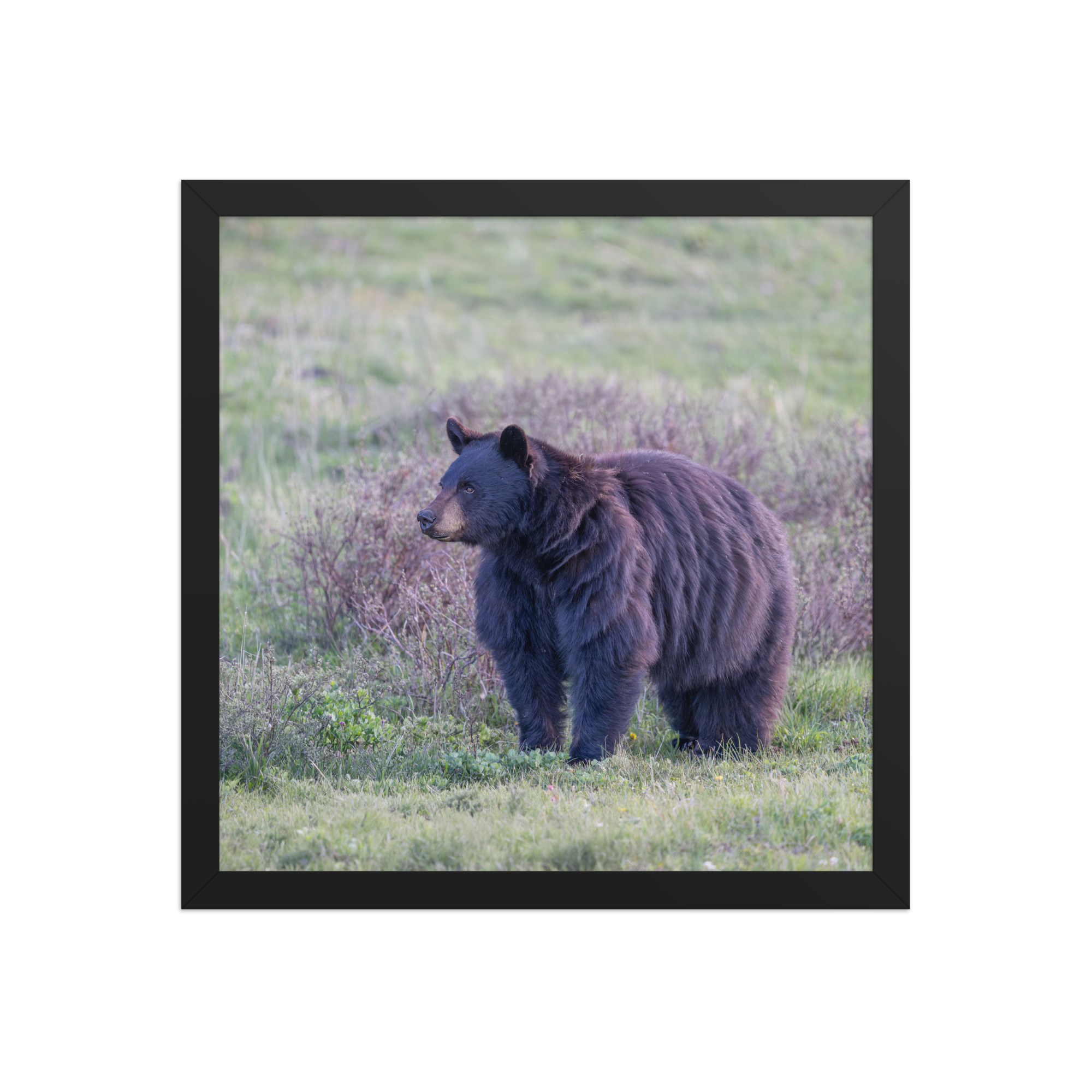 American black bear! Framed poster - Image 7