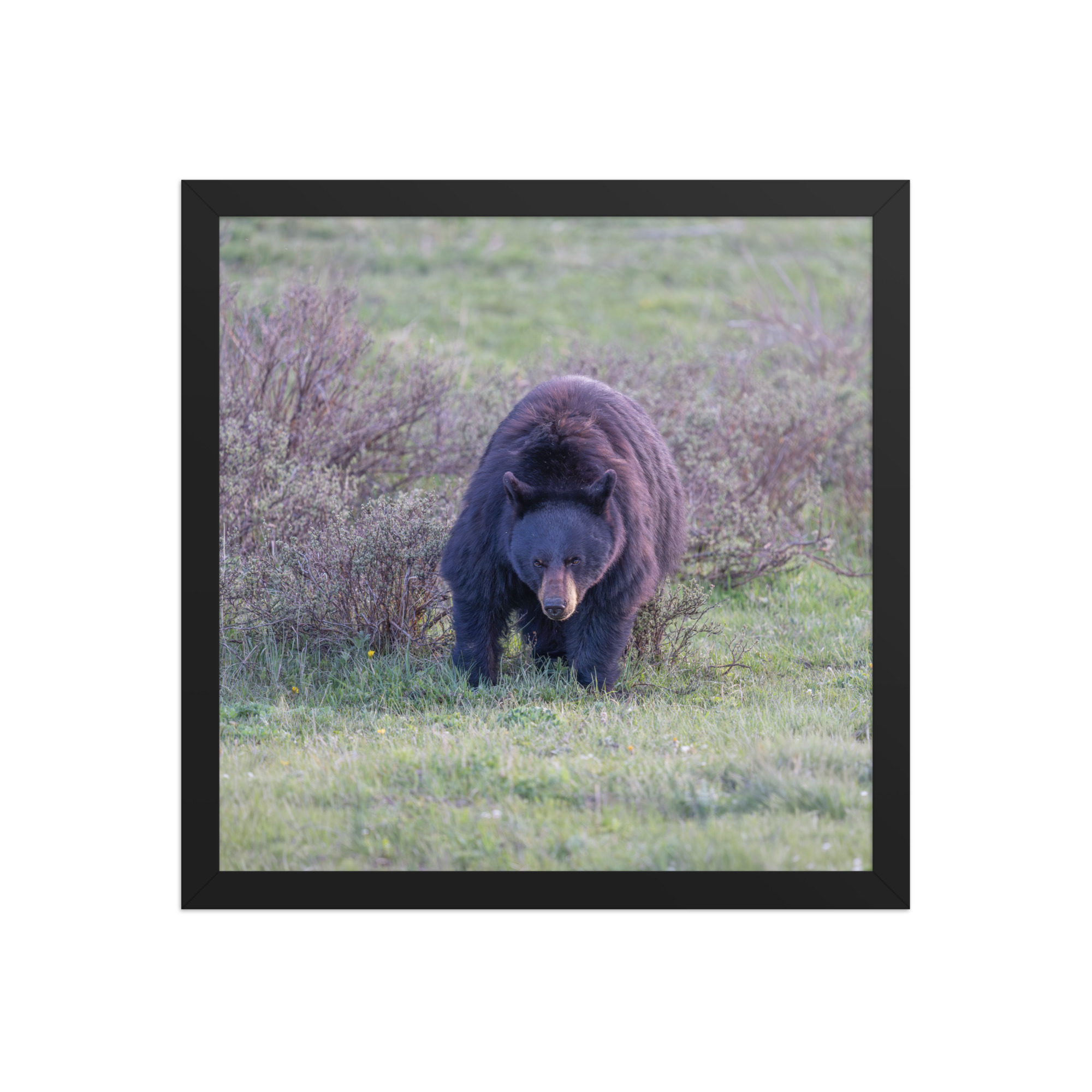 American black bear! Framed poster - Image 8