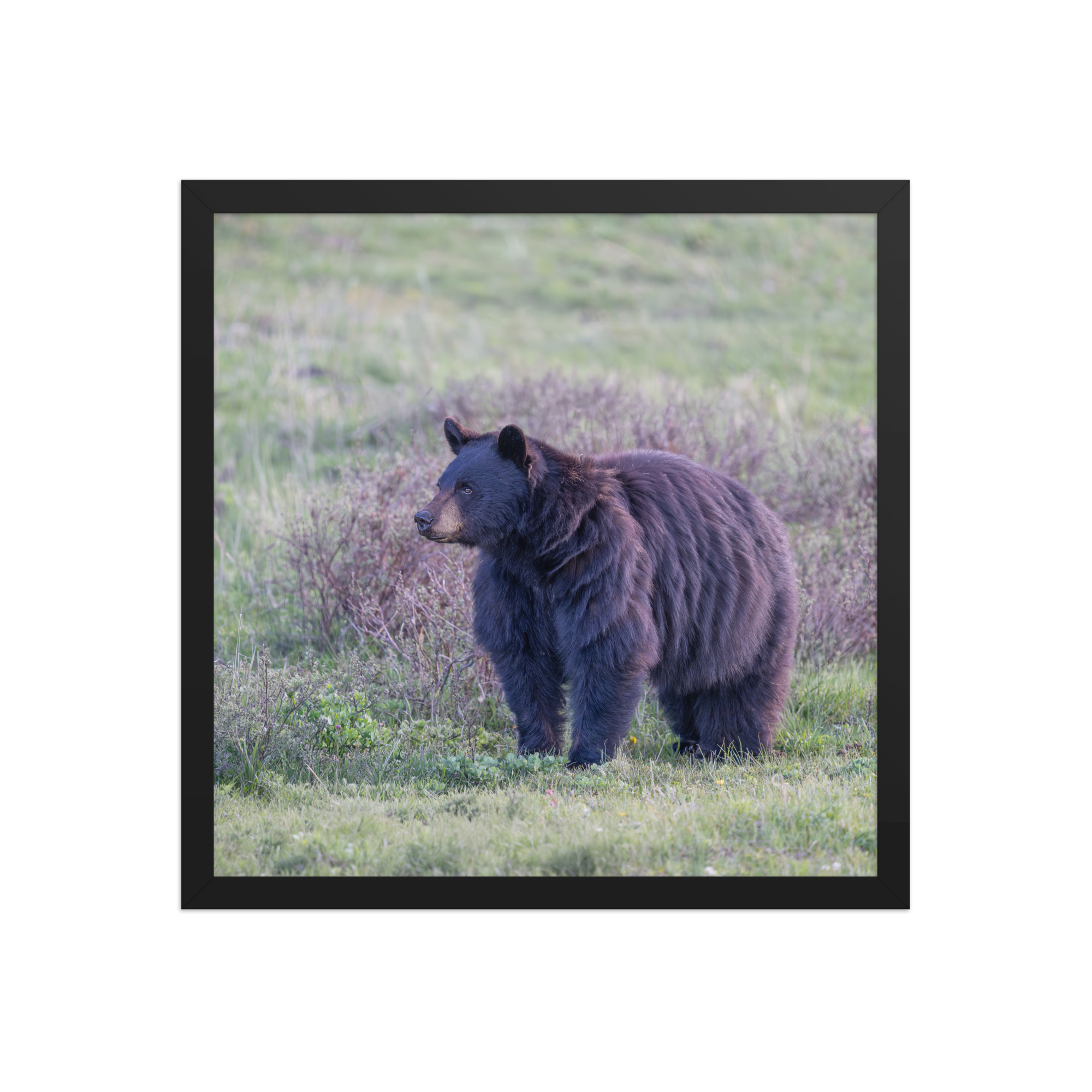 American black bear! Framed poster - Image 8