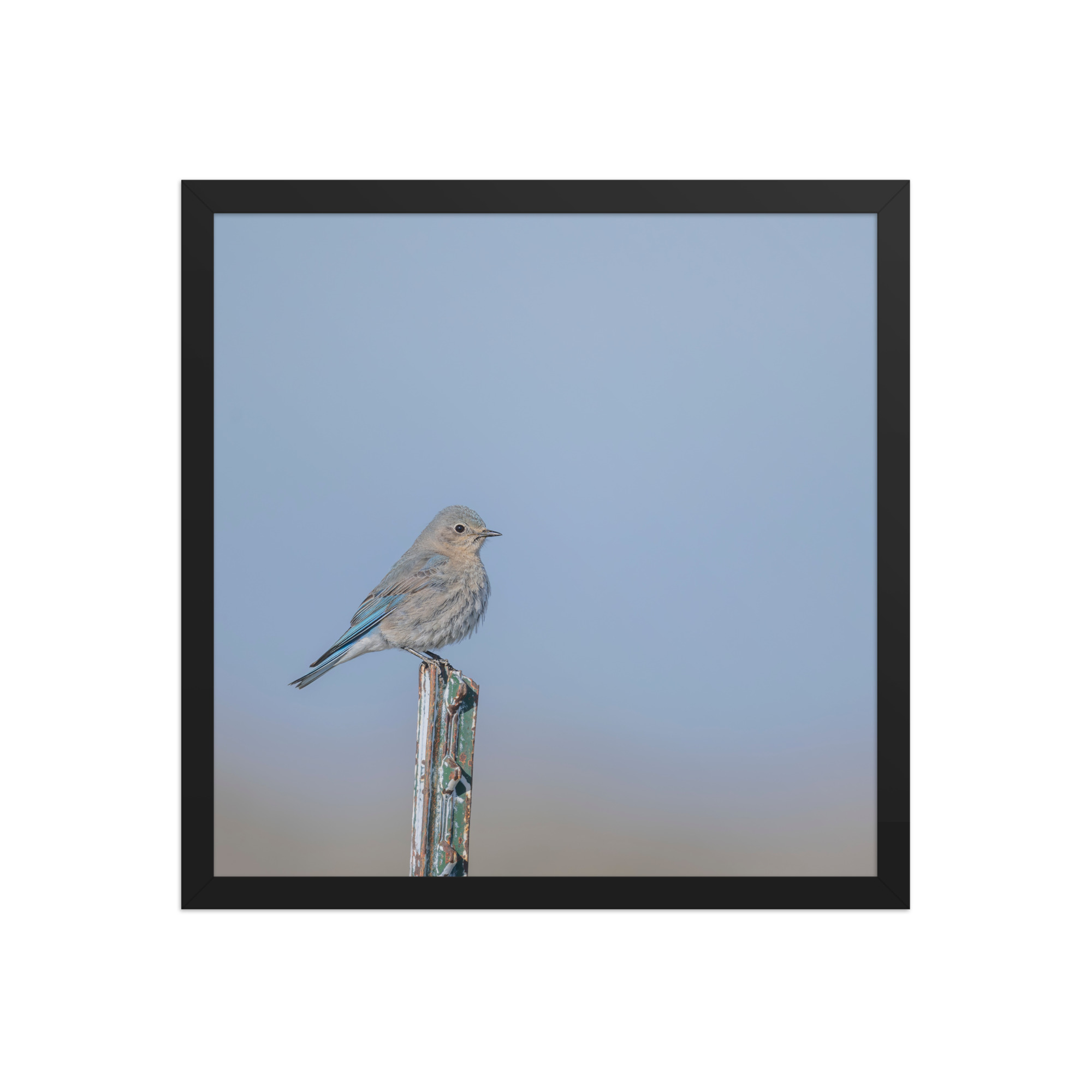 Female Mountain Bluebird! Framed poster - Image 8